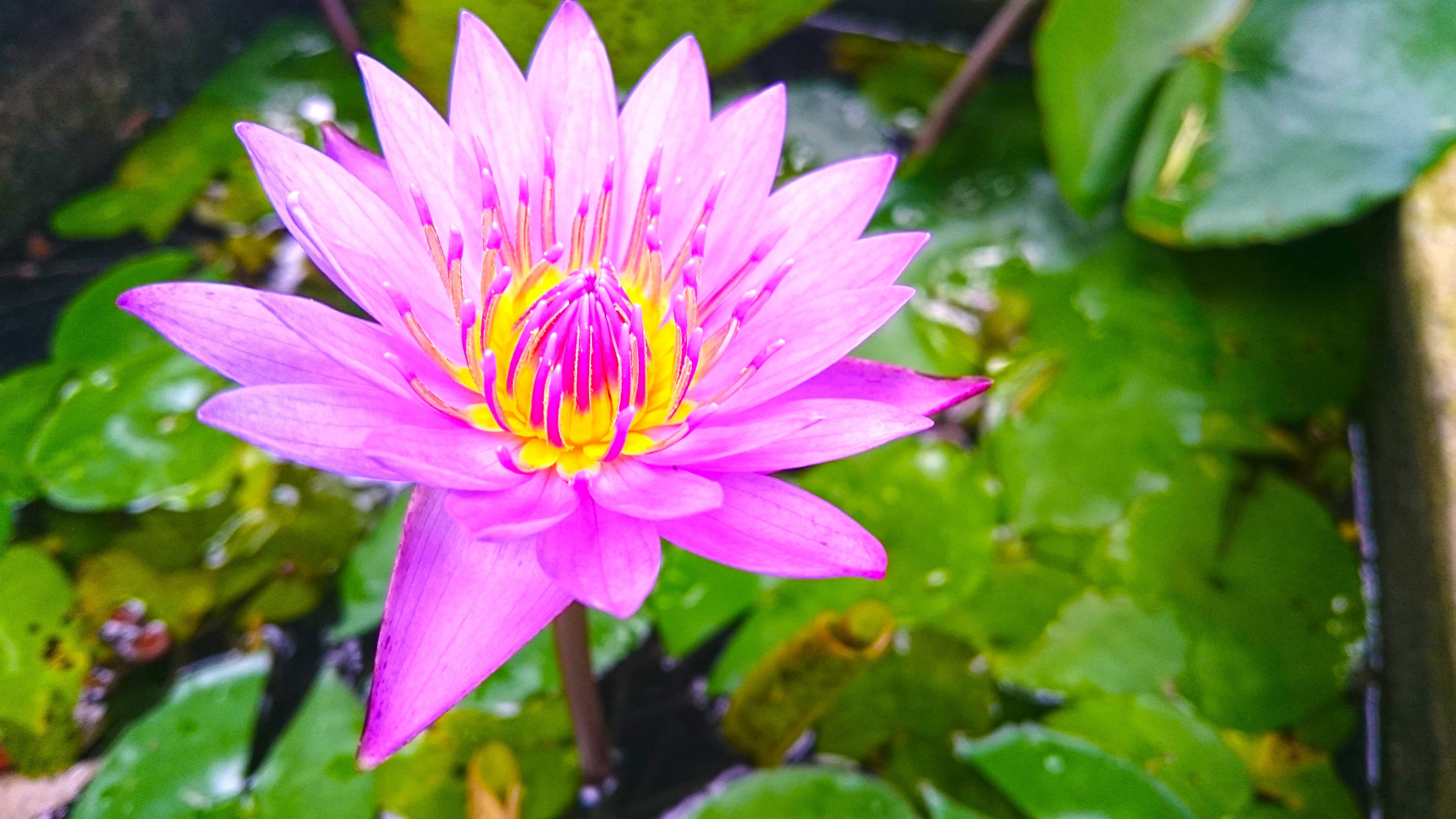 pink flower, nature, lotus flowers, beach, Sri Lanka, flowering plant