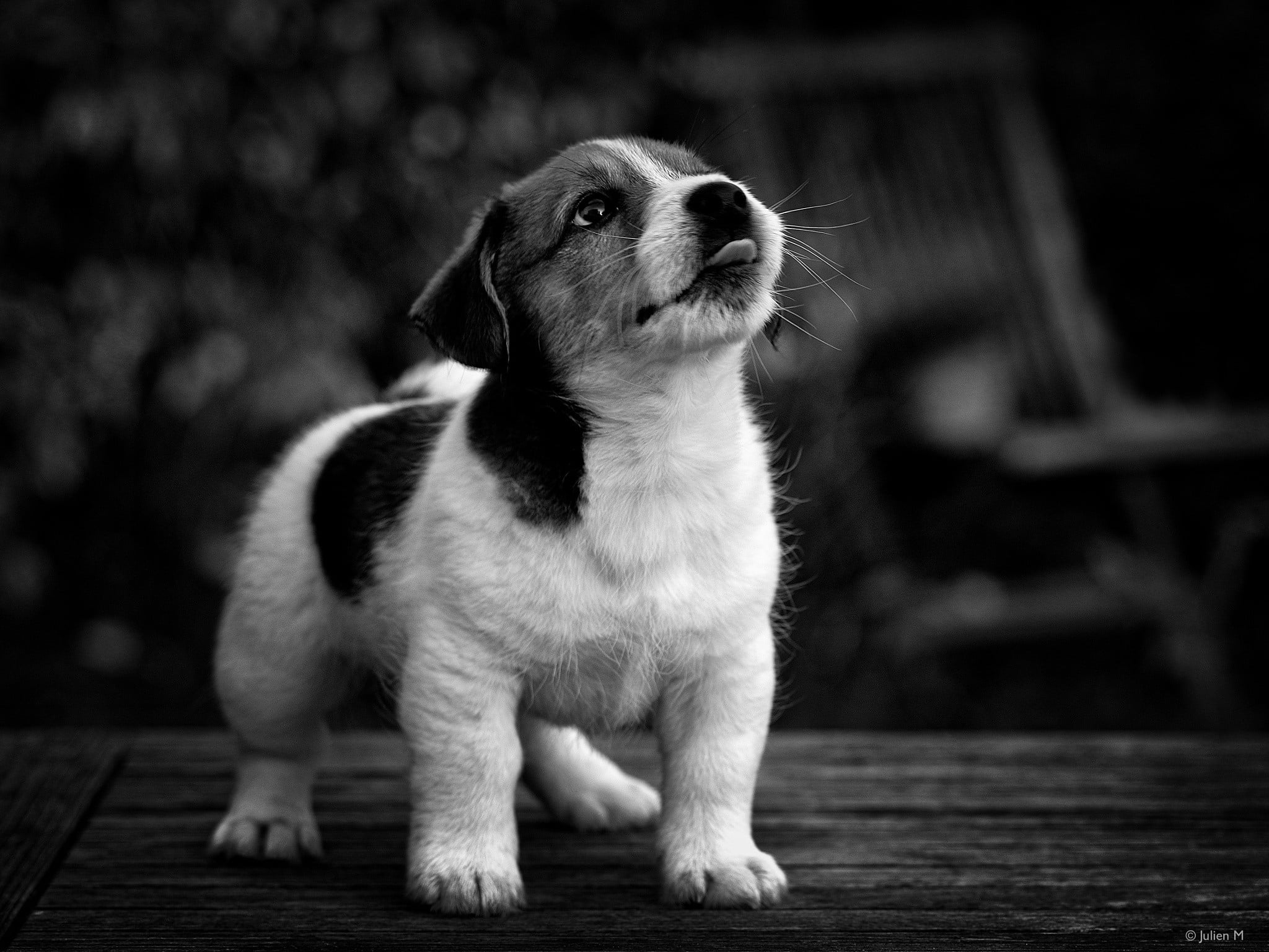black and white Siberian Husky, photography, animals, dog, one animal