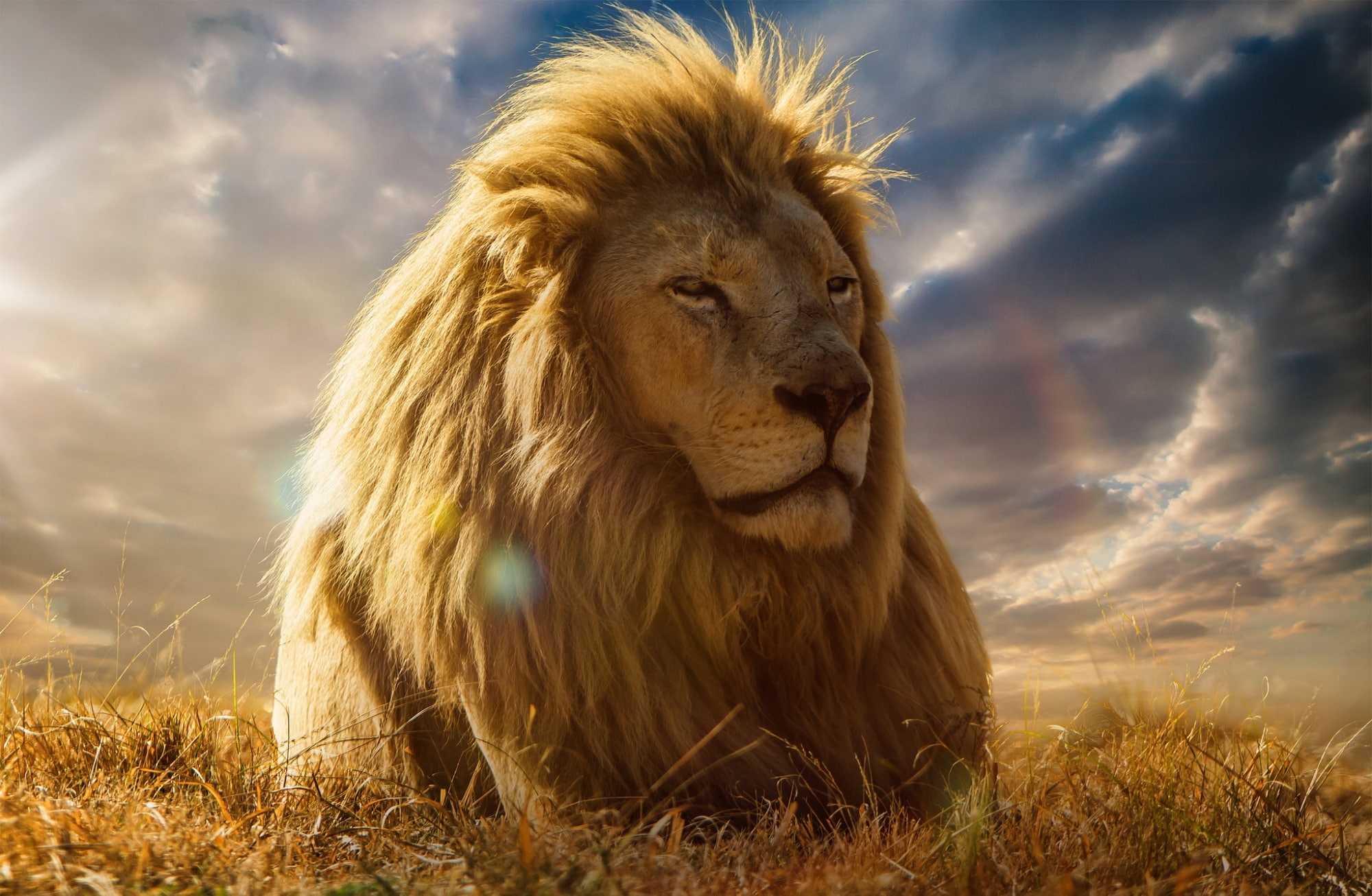 Free download | HD wallpaper: Lion King, male lion, Animals, Wild ...