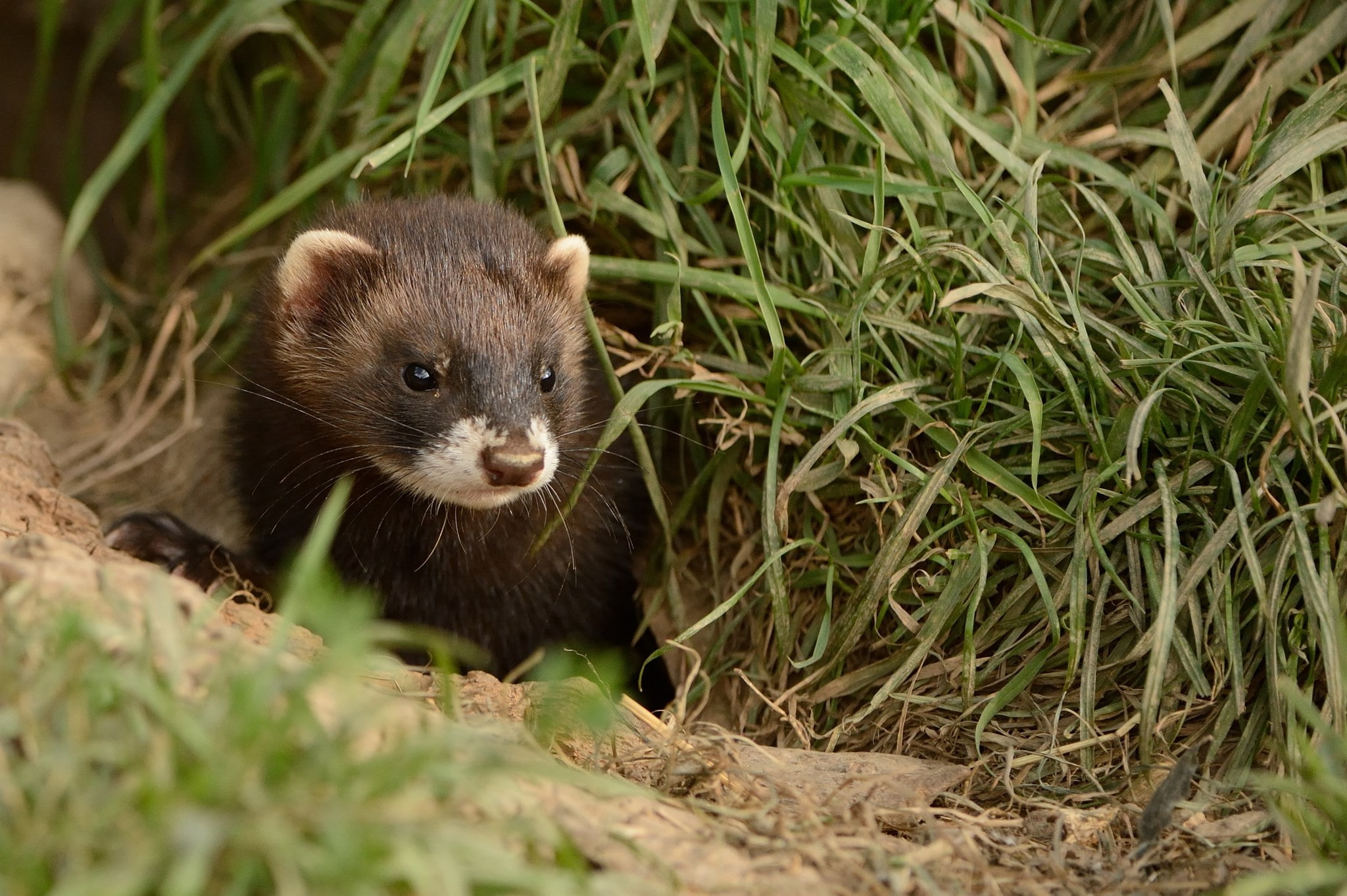 ferret
