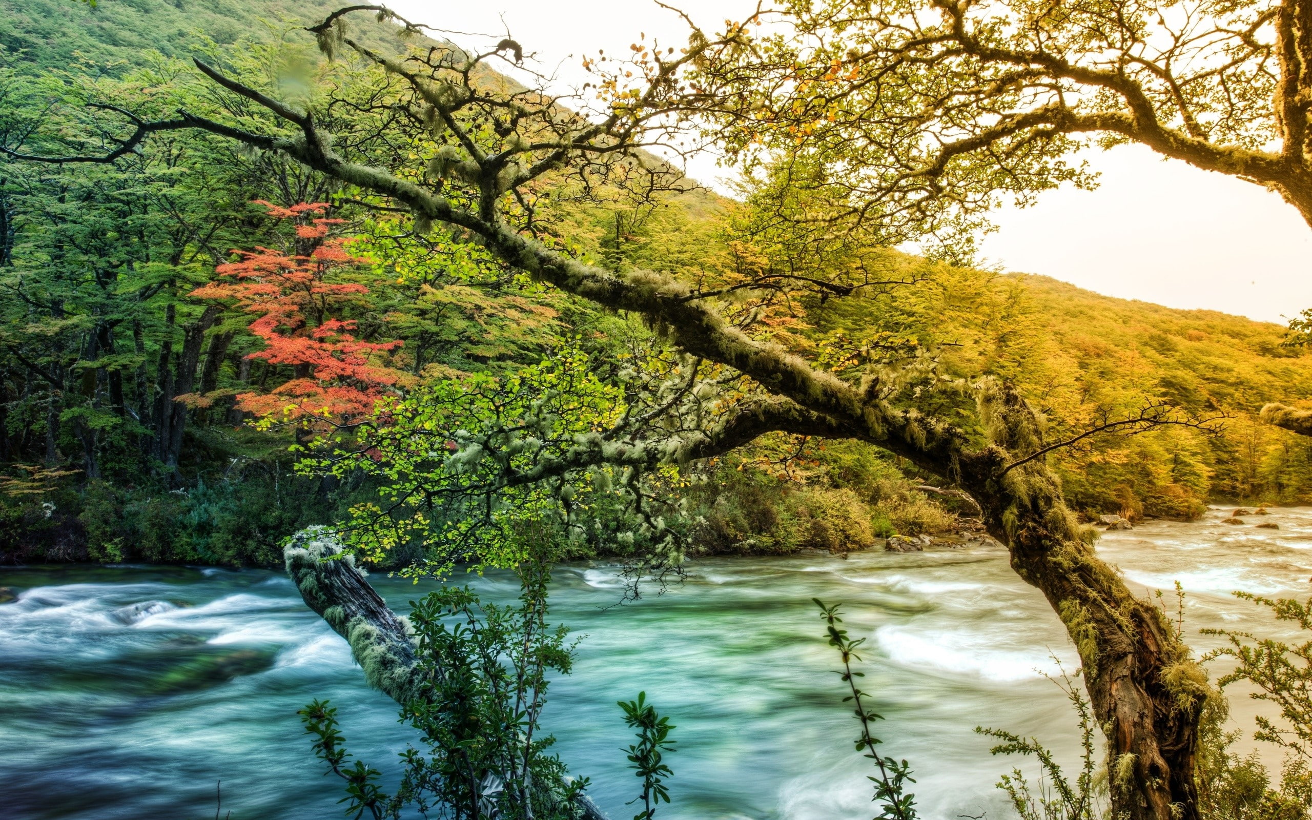 Tree, Branch, Moss, Outgrowths, River, Mountain, Stream, Current