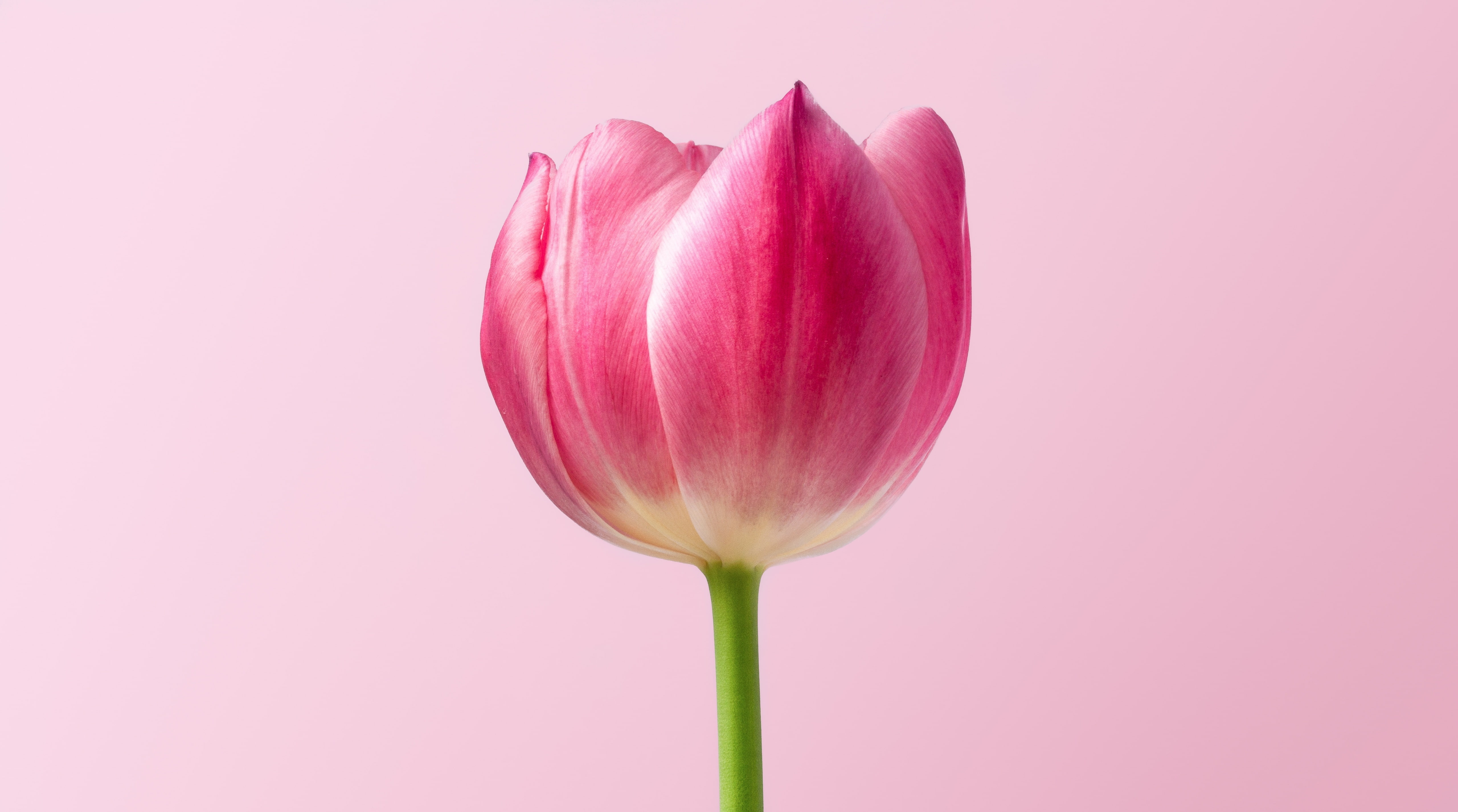 Single Pink Tulip Spring Flower, Pink Background HD Wallpaper