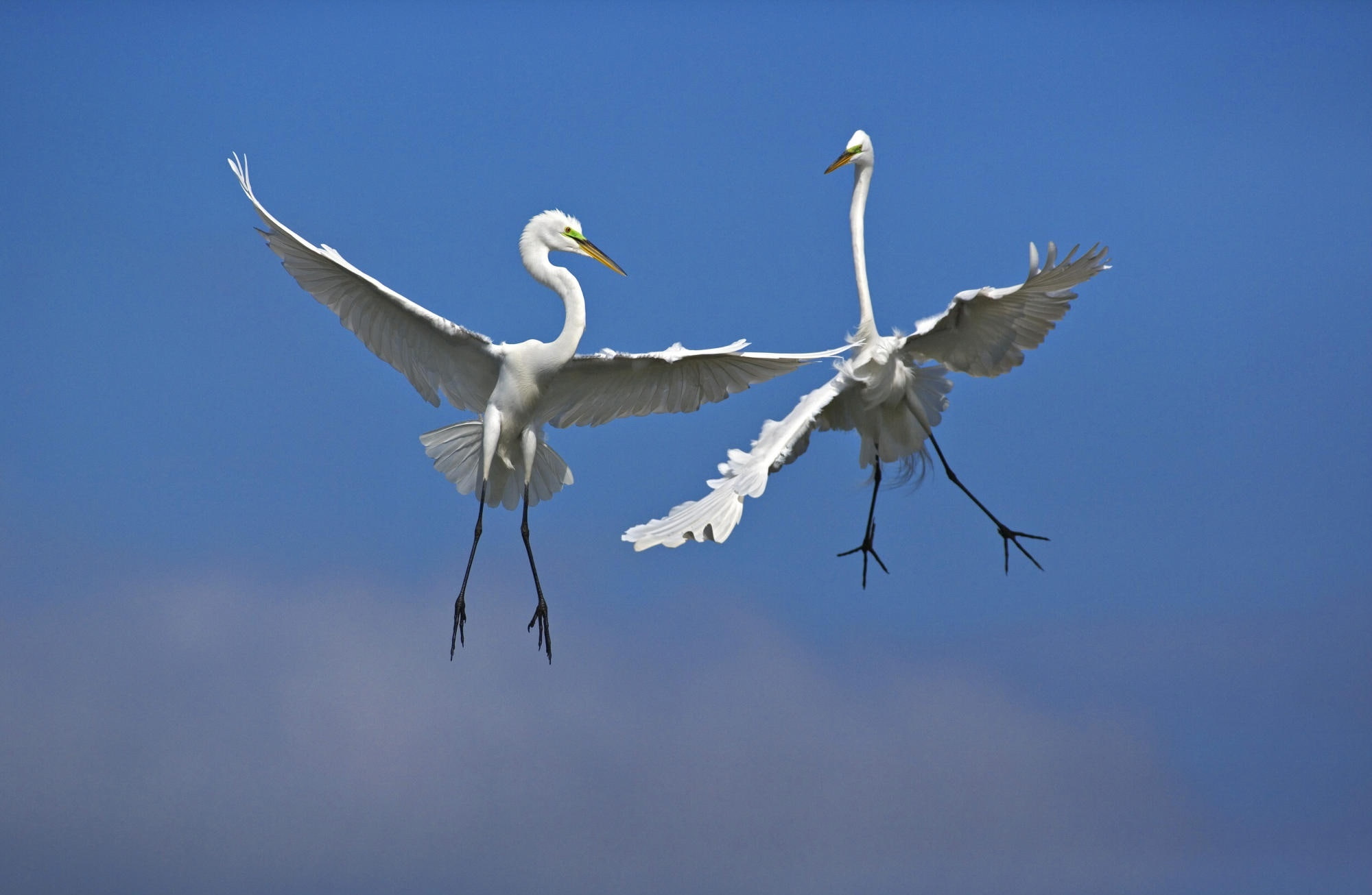 Male Great Egrets Fighting In Flight Venice..., movie scene, Animals