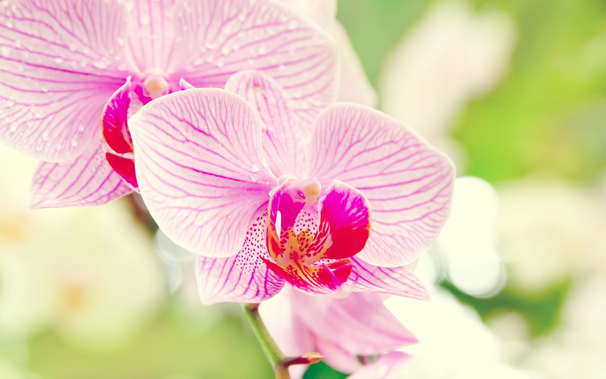 Phalaenopsis orchid flower macro