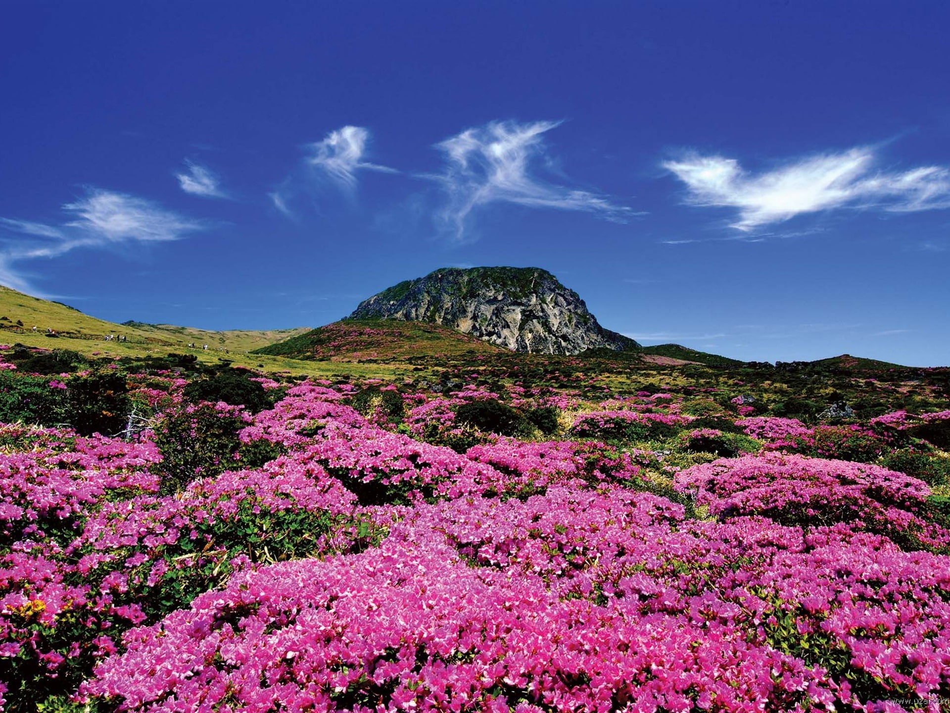 Jeju Island Korea Life Landscape photo Wallpaper 0.., bed of pink flowers
