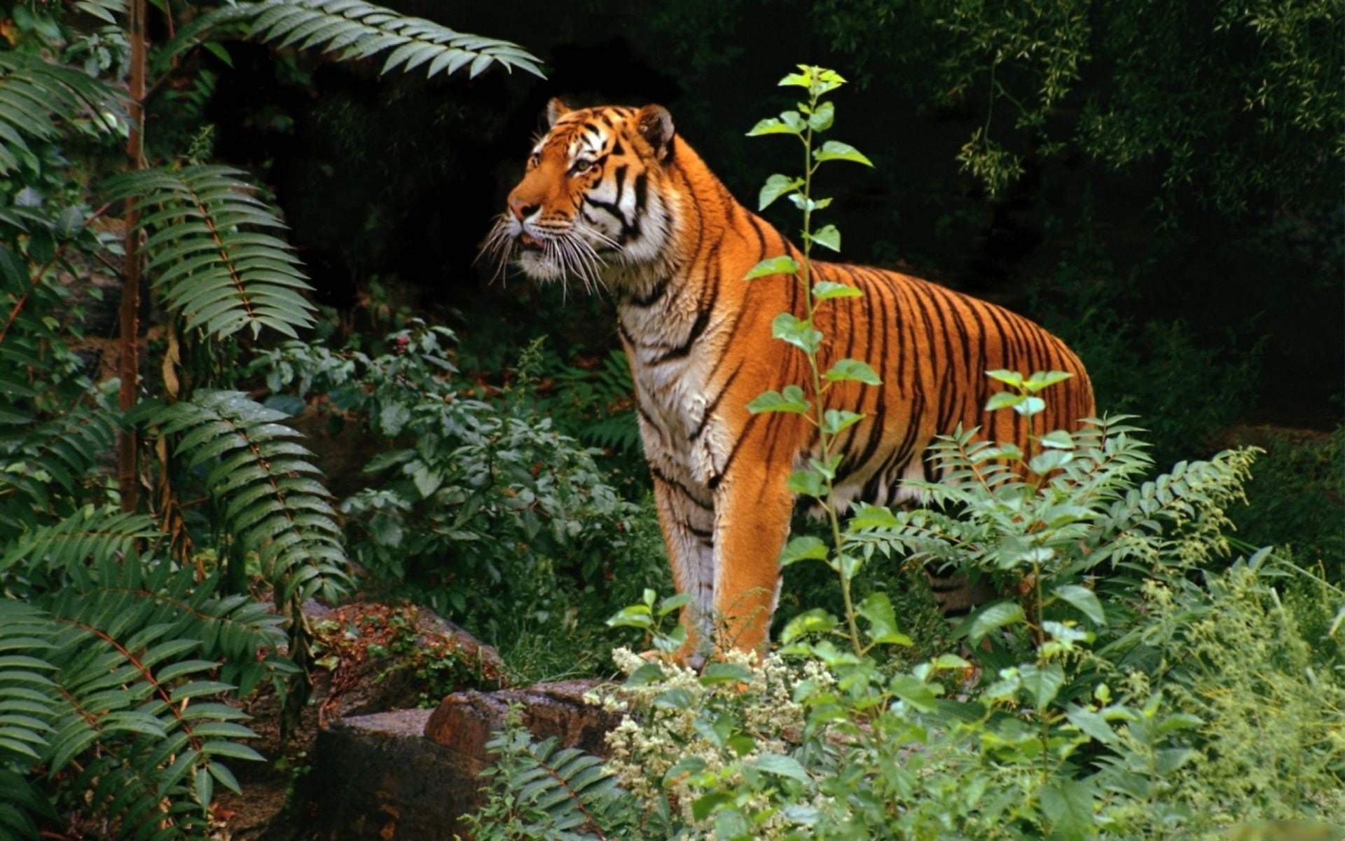 tiger, animals, jungle