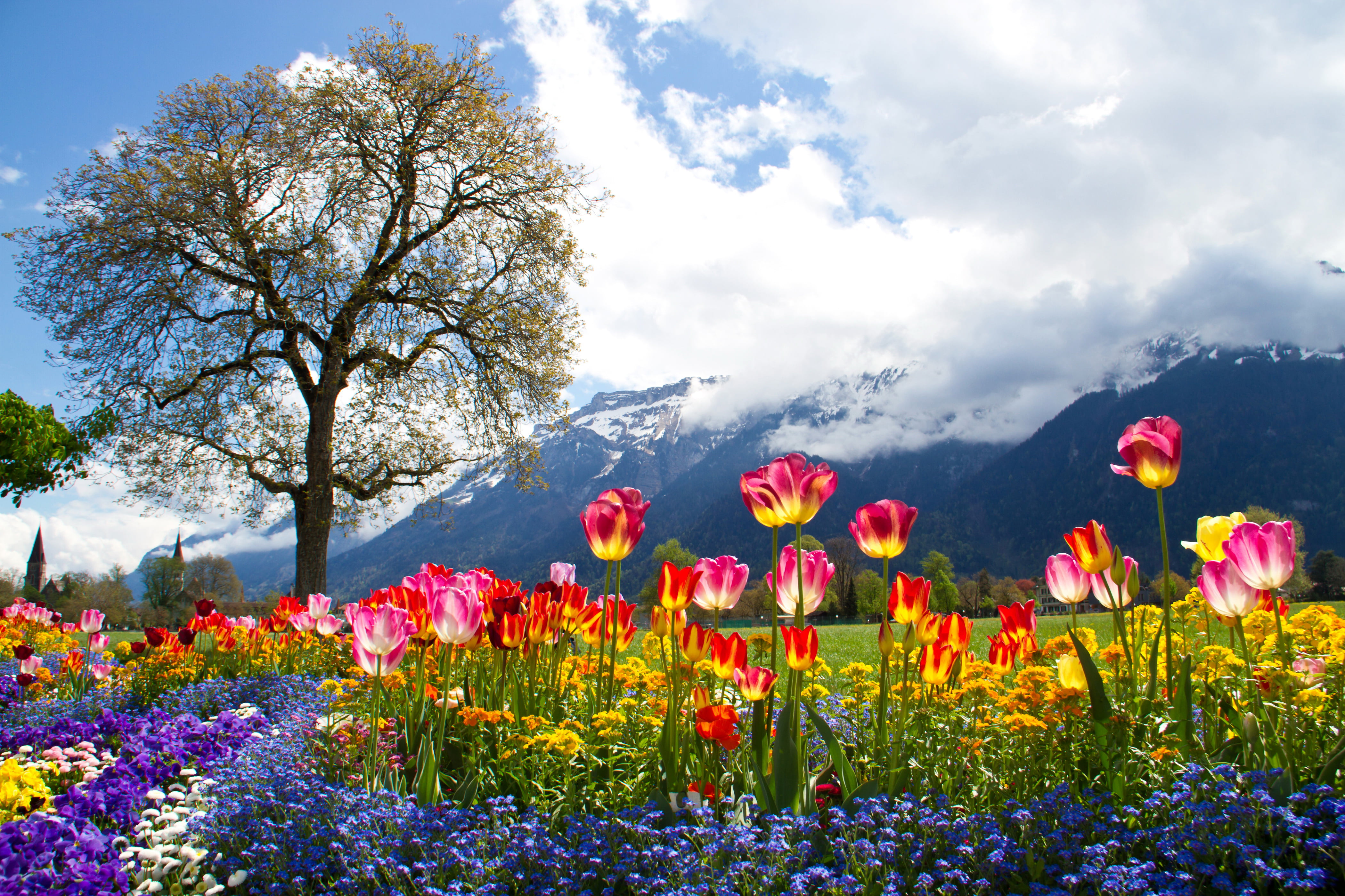 assorted-color petaled flowers, clouds, mountains, tree, Alps