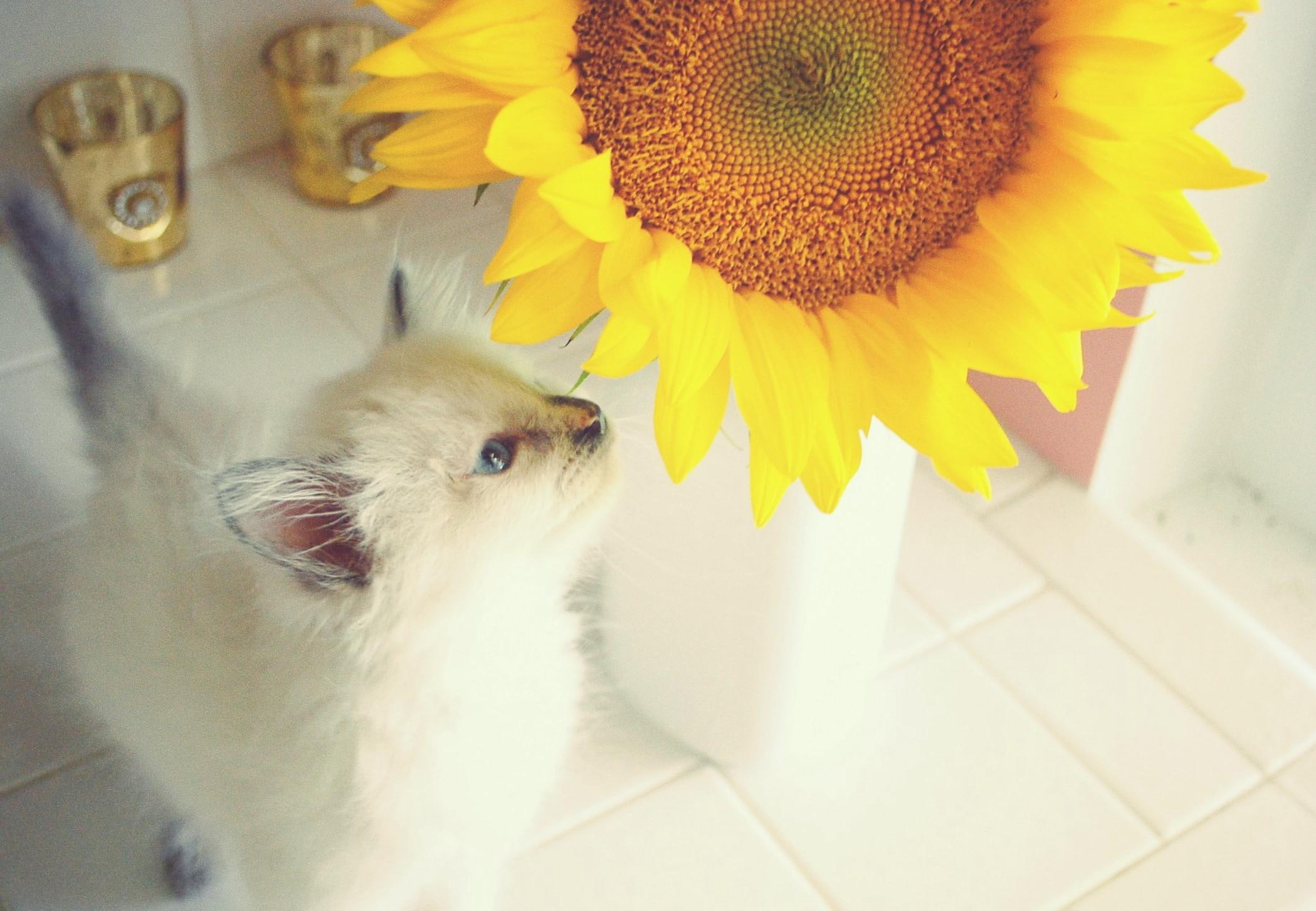 Sunflower Is My Weakness?, smelling, happiness, yellow, kitten