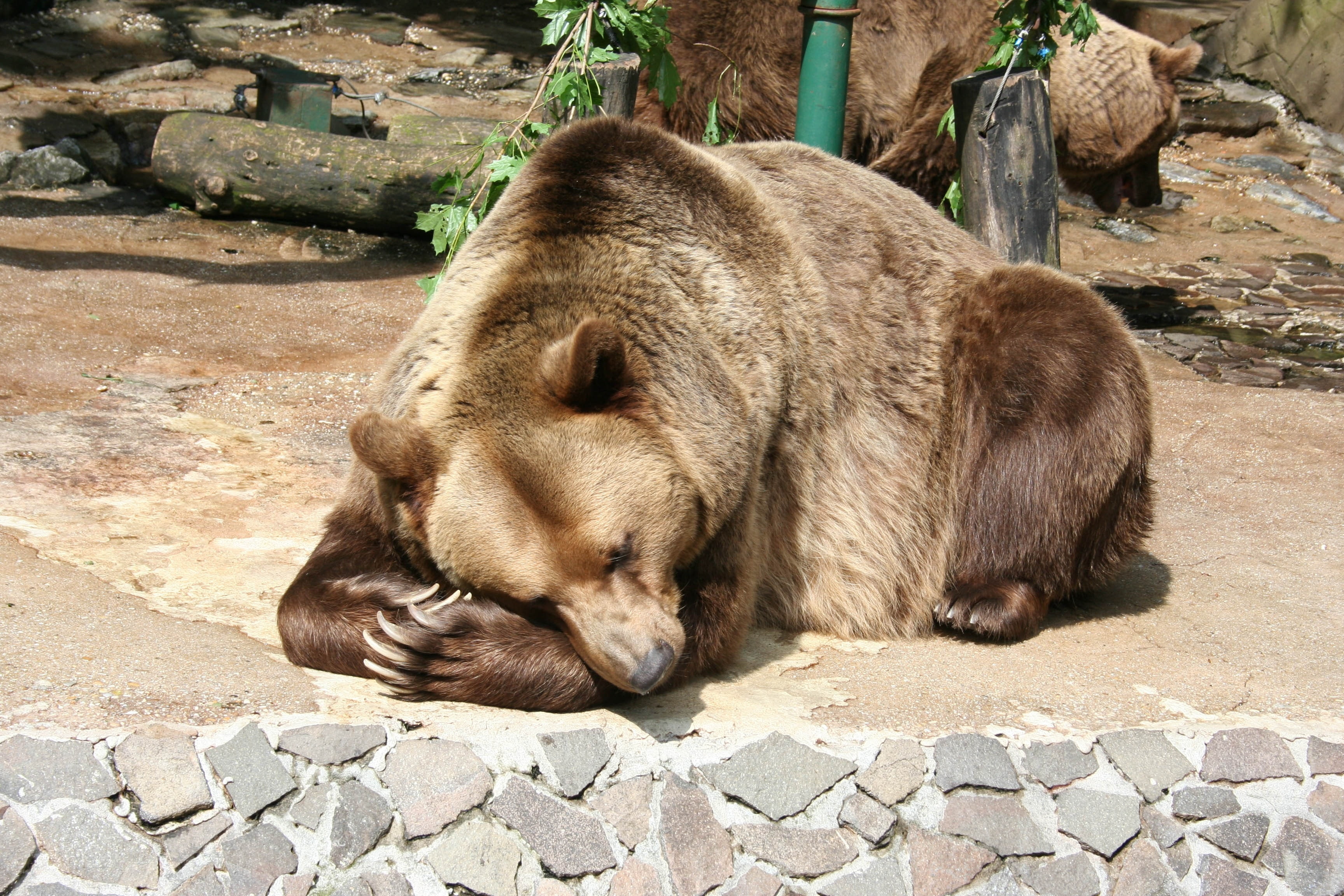 bear, sleeping, lying down, lazy, predator, Animal