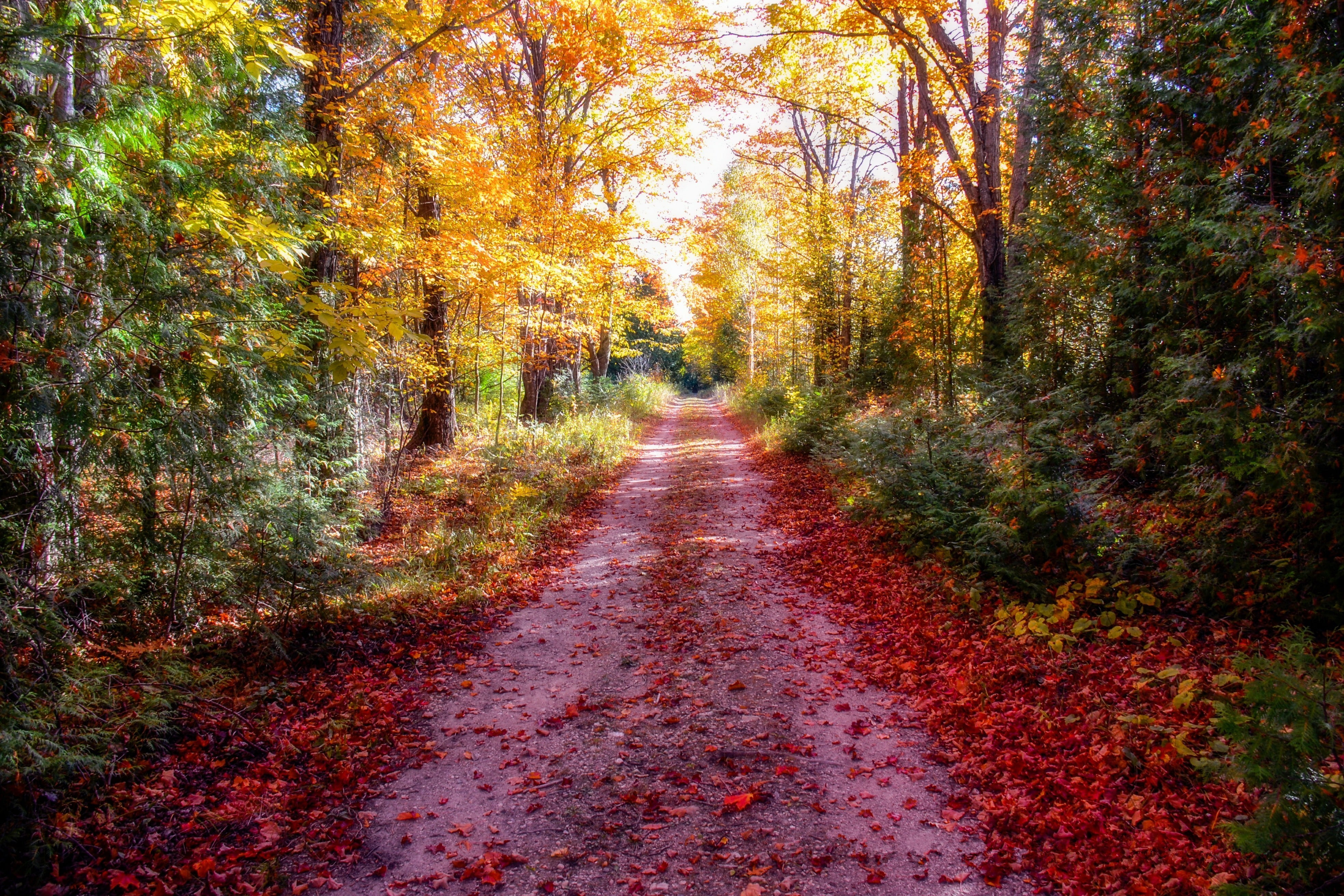 nature, trees, road, autumn, change, plant, direction, the way forward