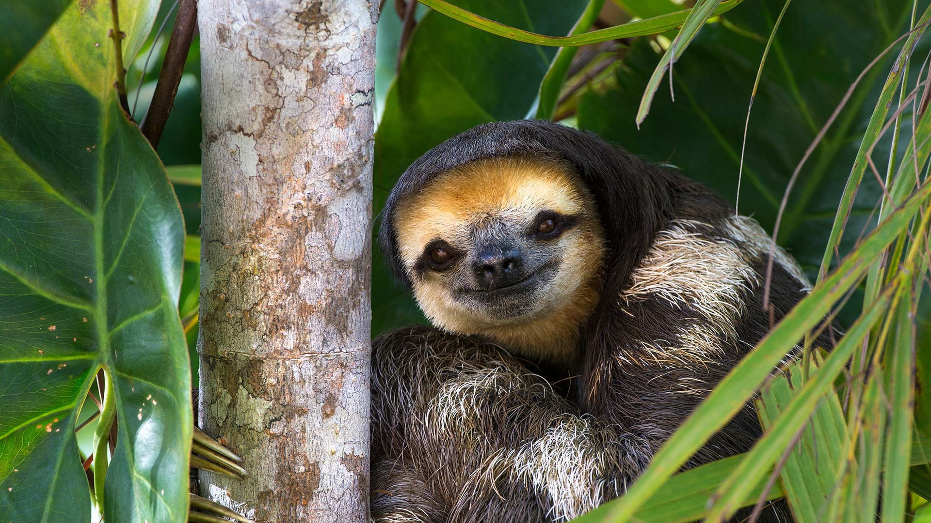 nature, three-toed sloth, Guyana