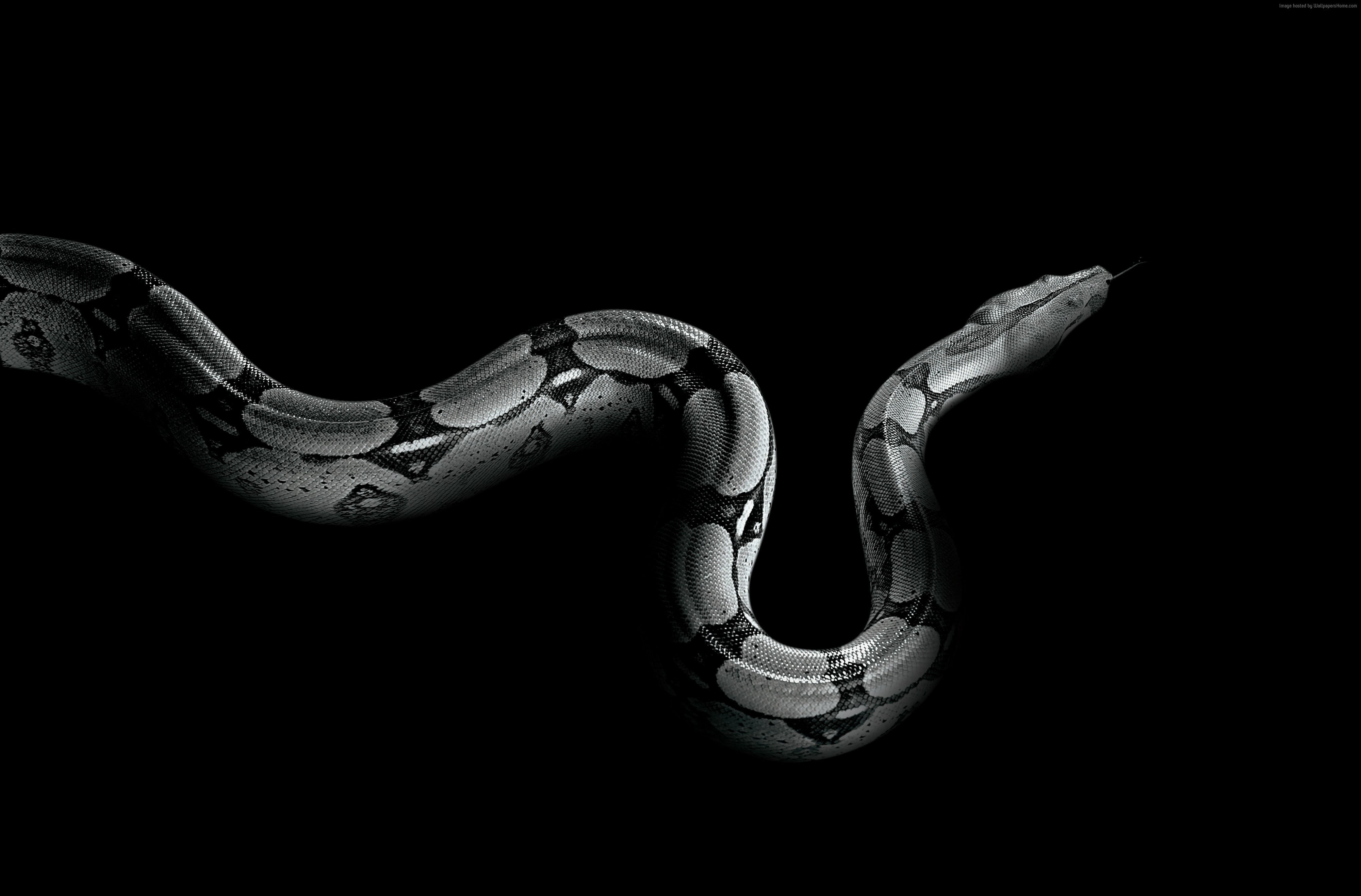snake, Python, studio shot, black background, no people, close-up
