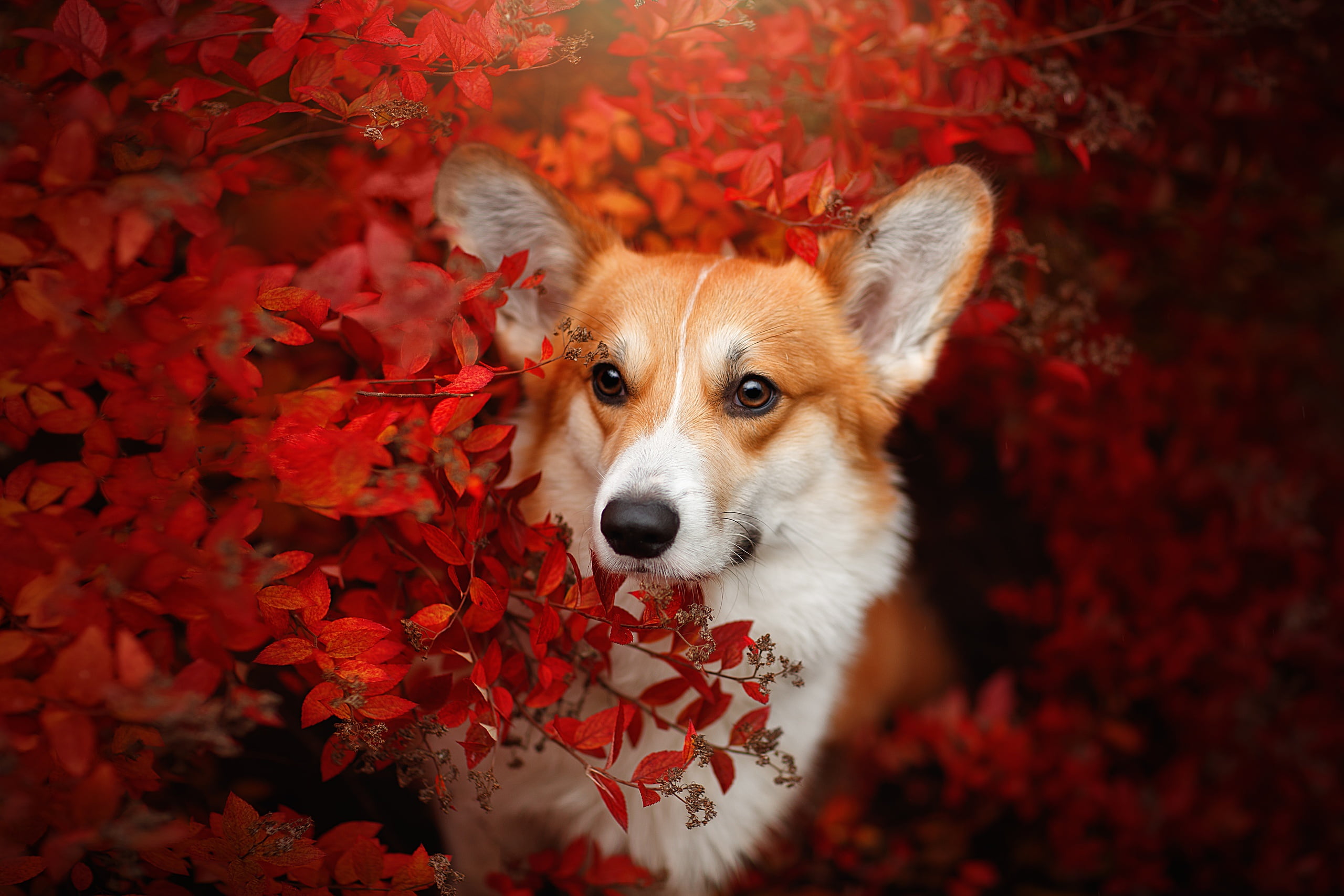 autumn, look, face, branches, dog, Welsh Corgi, Svetlana Pisareva