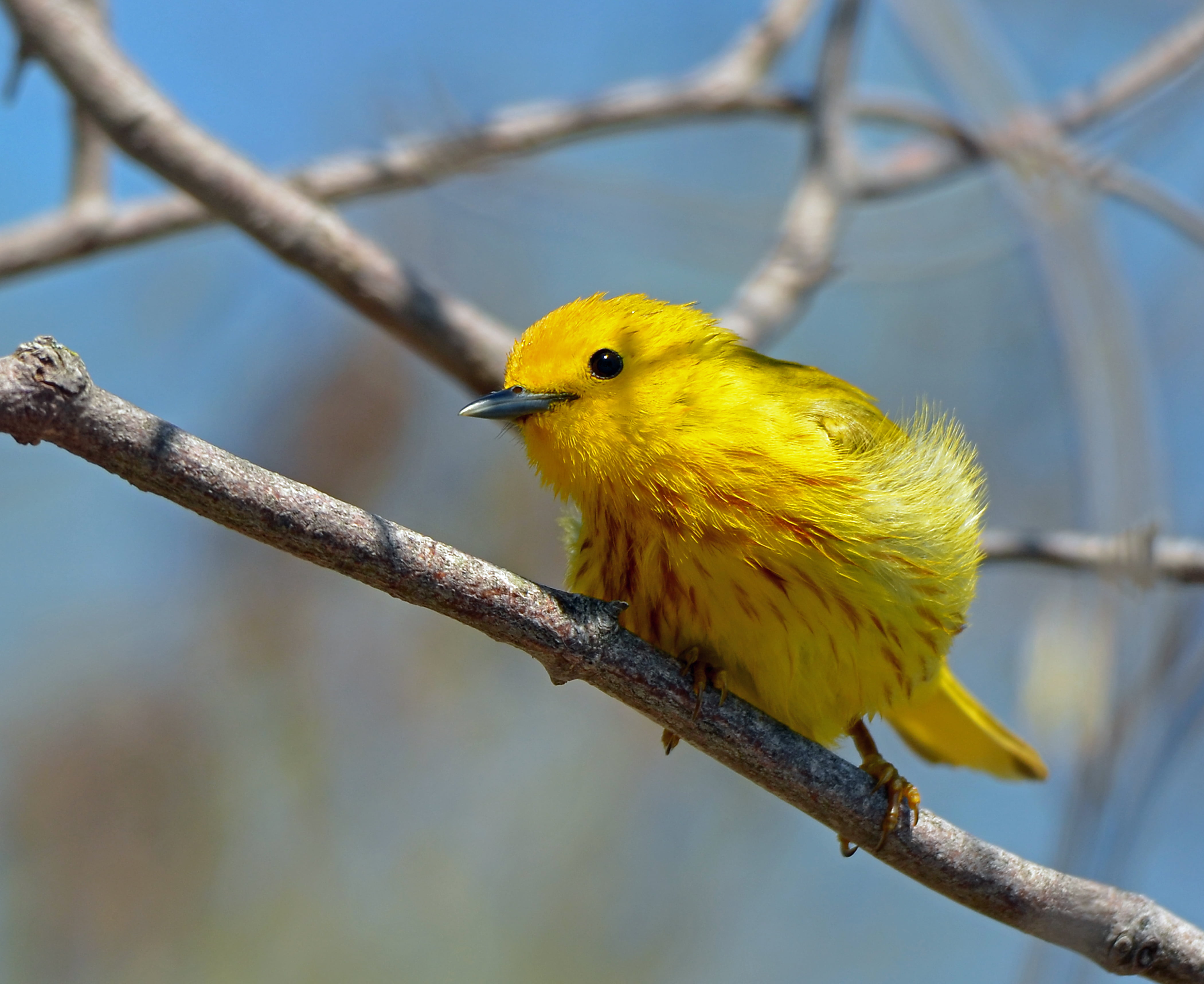 selective focus photography of yellow short beak bird perching on branch, yellow warbler, yellow warbler
