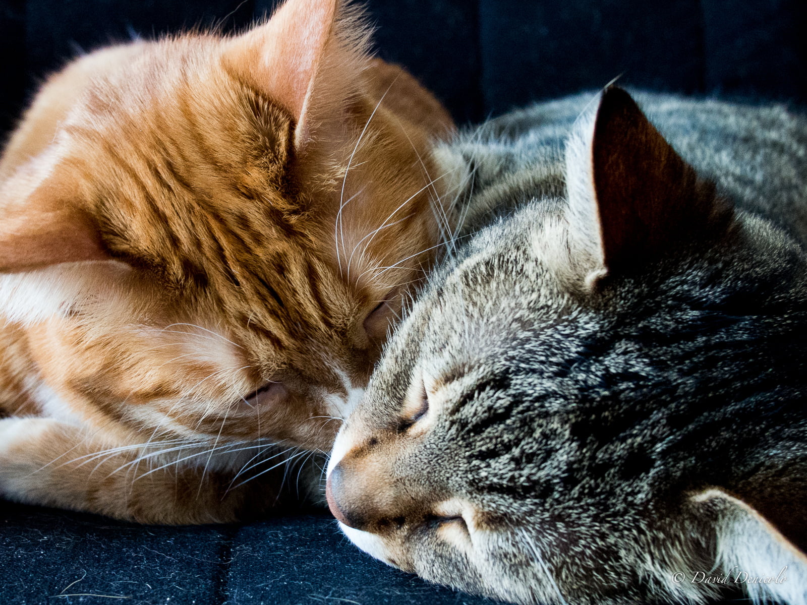 orange and gray tabby cats, cat, International Cat day, gatto