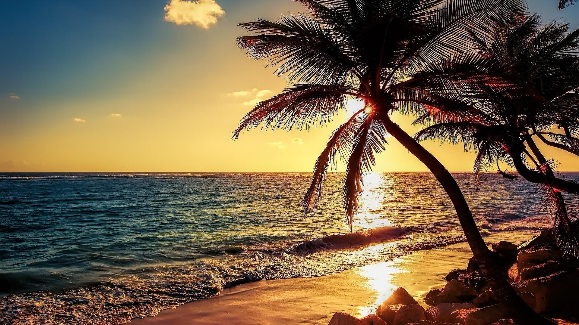 palm tree, sunset, evening, sea, sea shore, nature