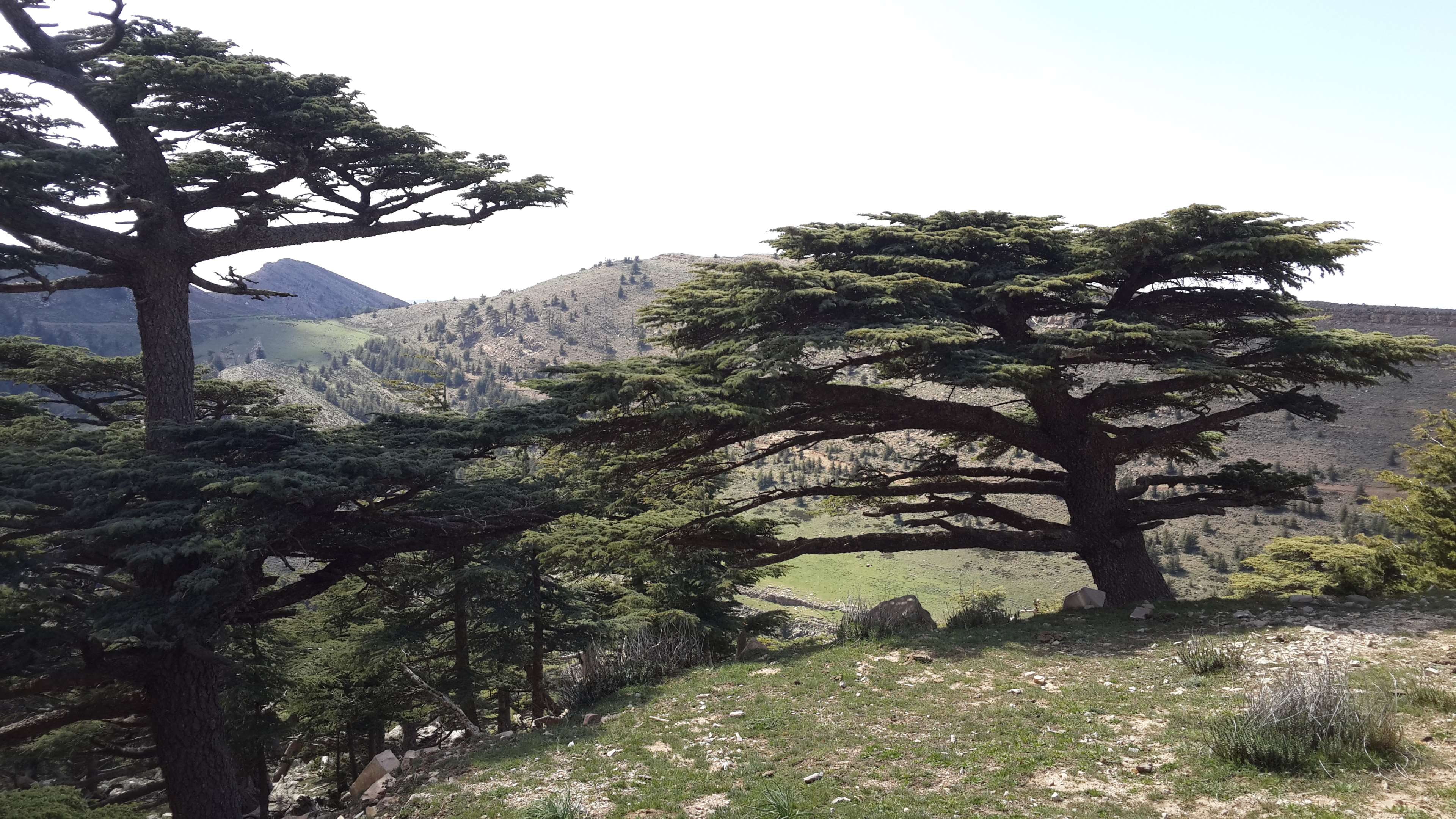 algeria, cedar tree, green, green leaf, landscape, mountain