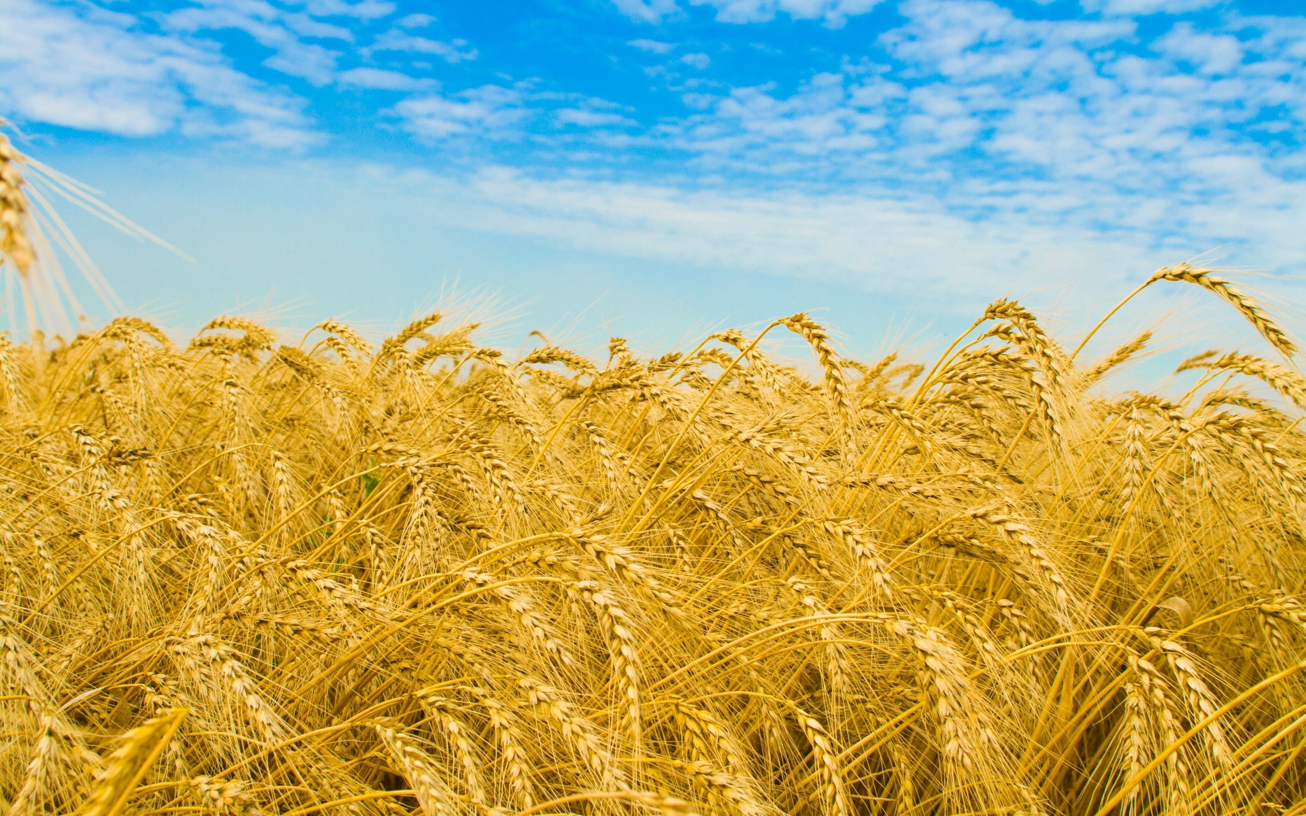 brown wheat field, rye, ears, golden, sky, agriculture, nature