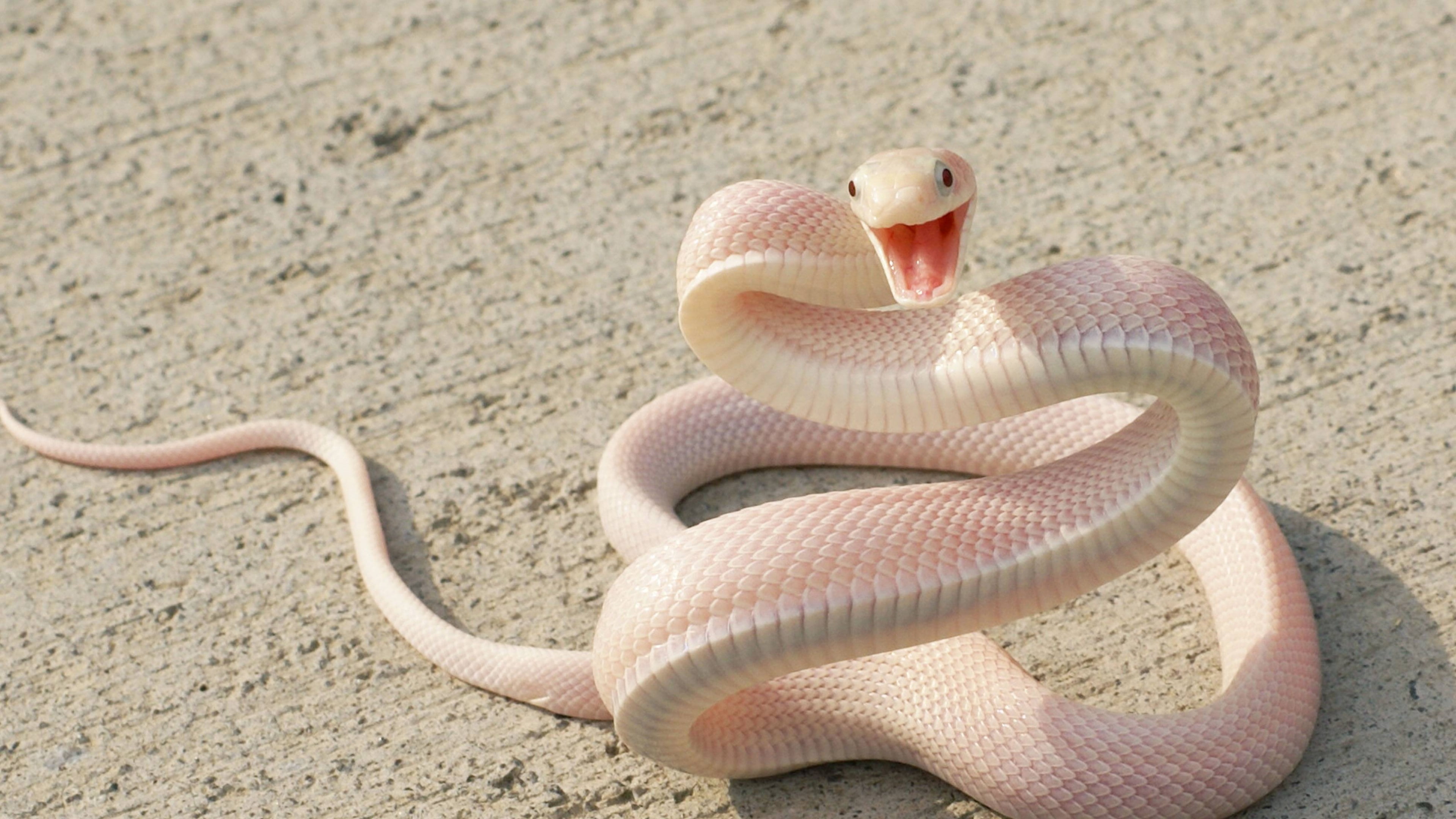 shallow focus photography of white snake, Pink Snake, asphalt