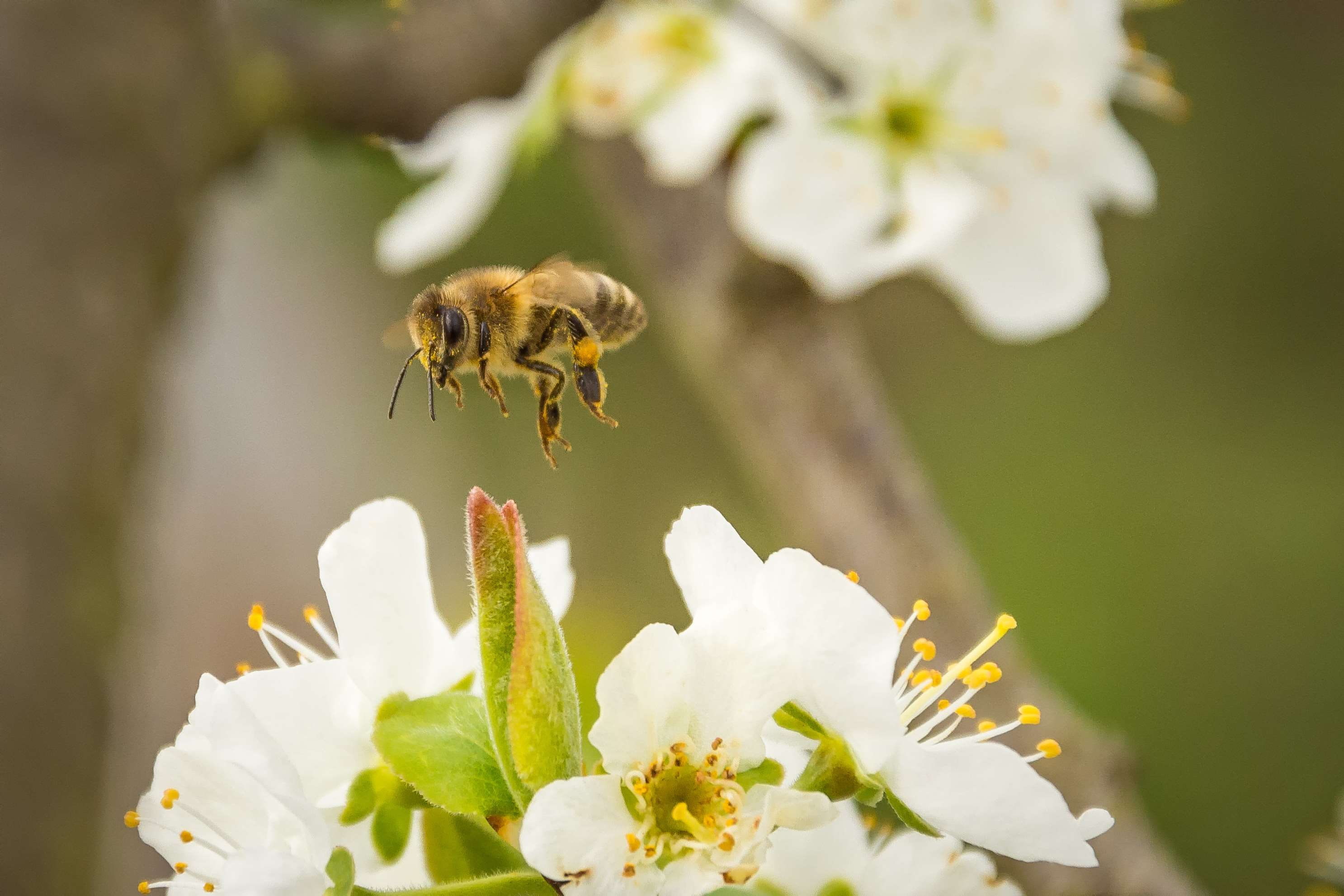 animal, apis, bee, bloom, blossom, busy bee, cherry blossom