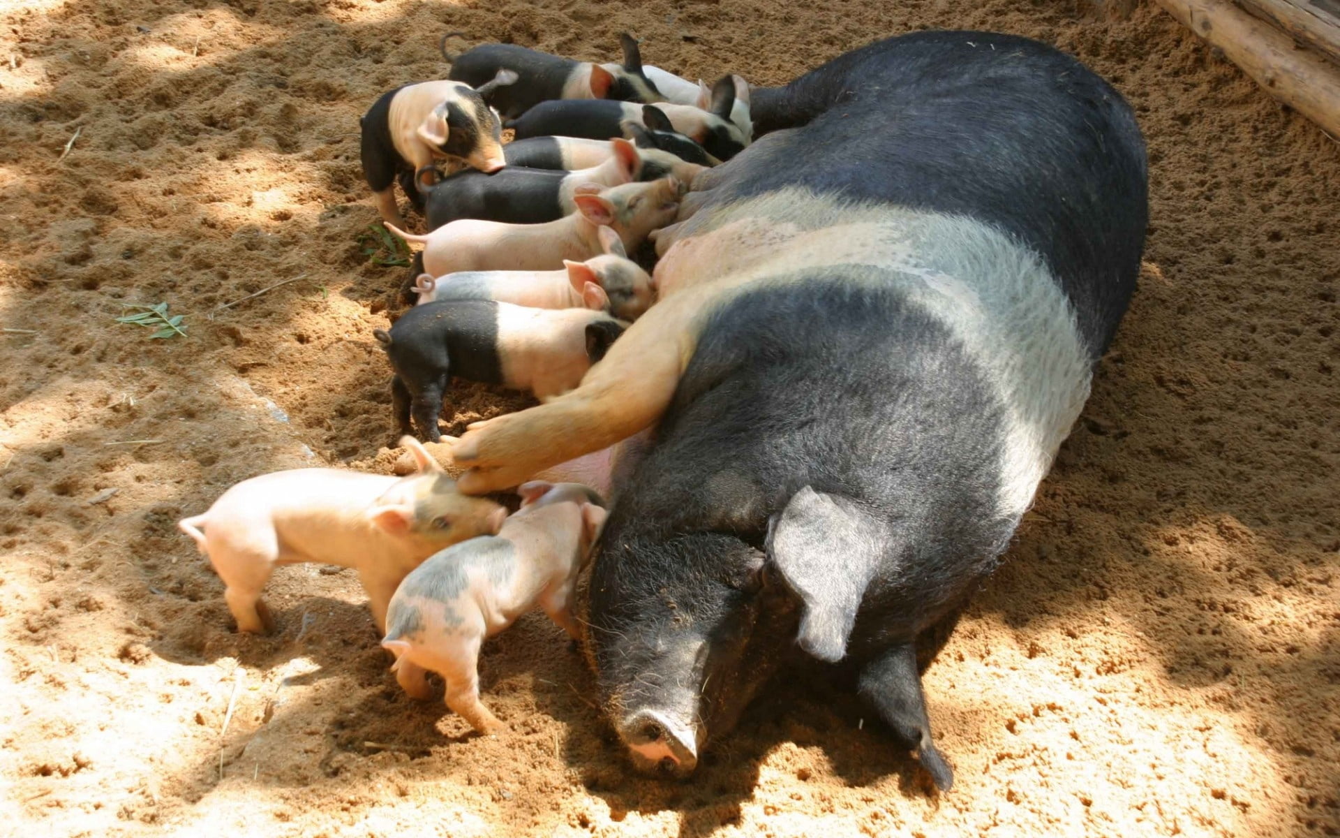 black and white pig, calves, feeding, piglet, domestic Pig, animal