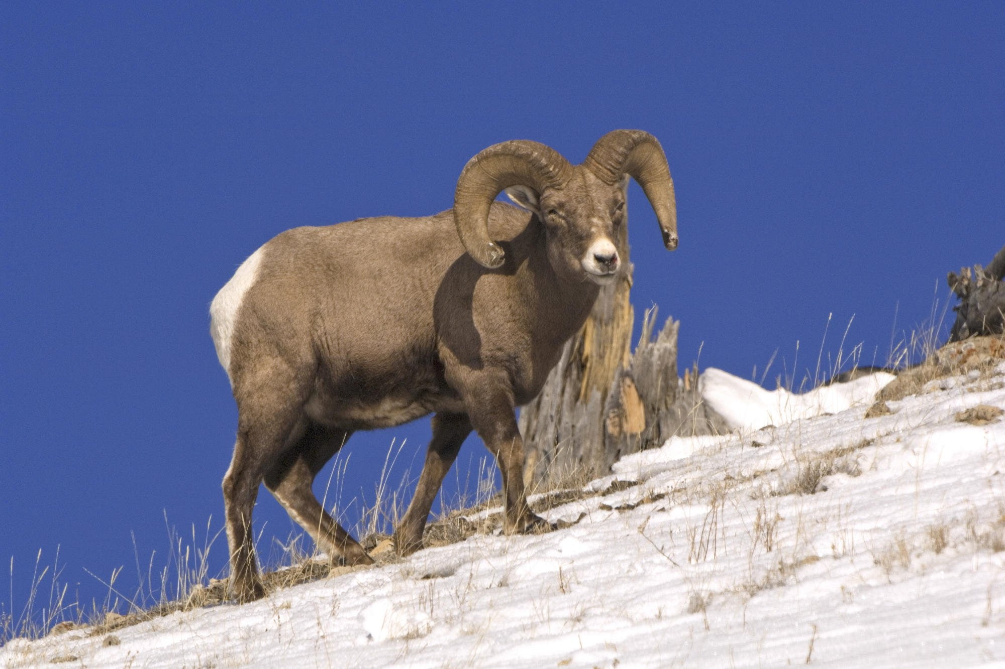 sheep
