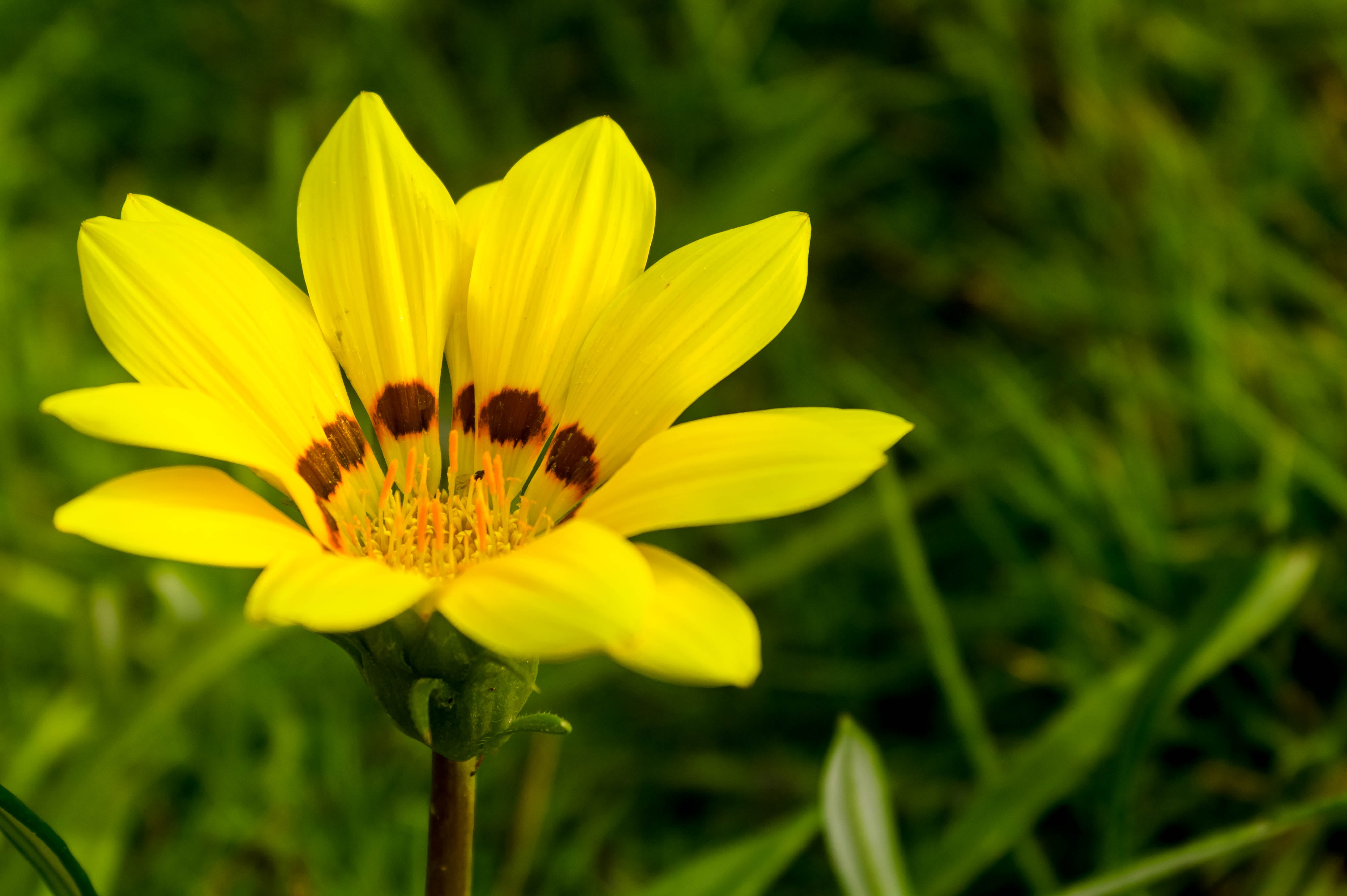 yellow petaled flower during daytime, Garden, Bokeh, Closeup