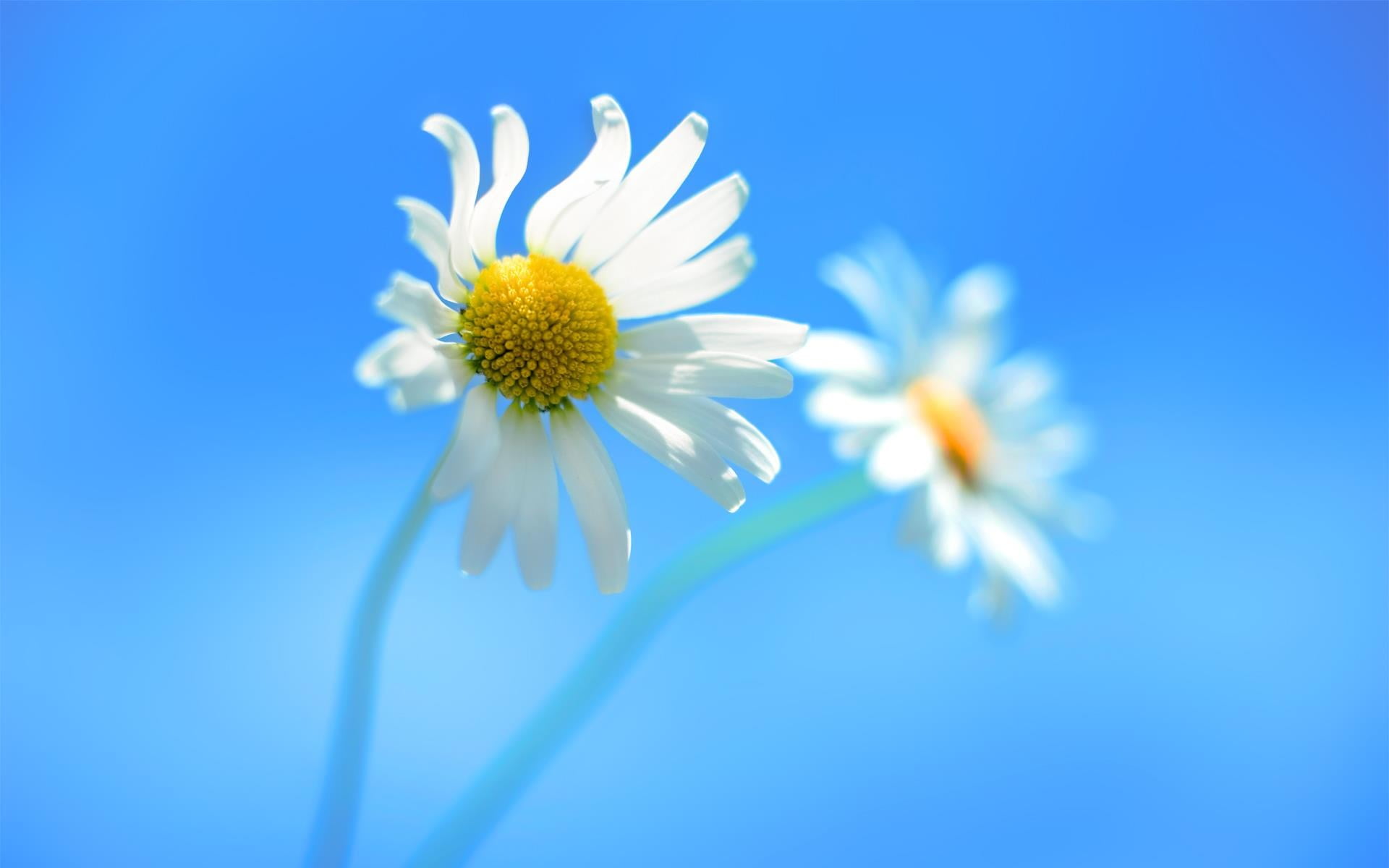 two daisy flowers, nature, closeup, white flowers, Windows 8