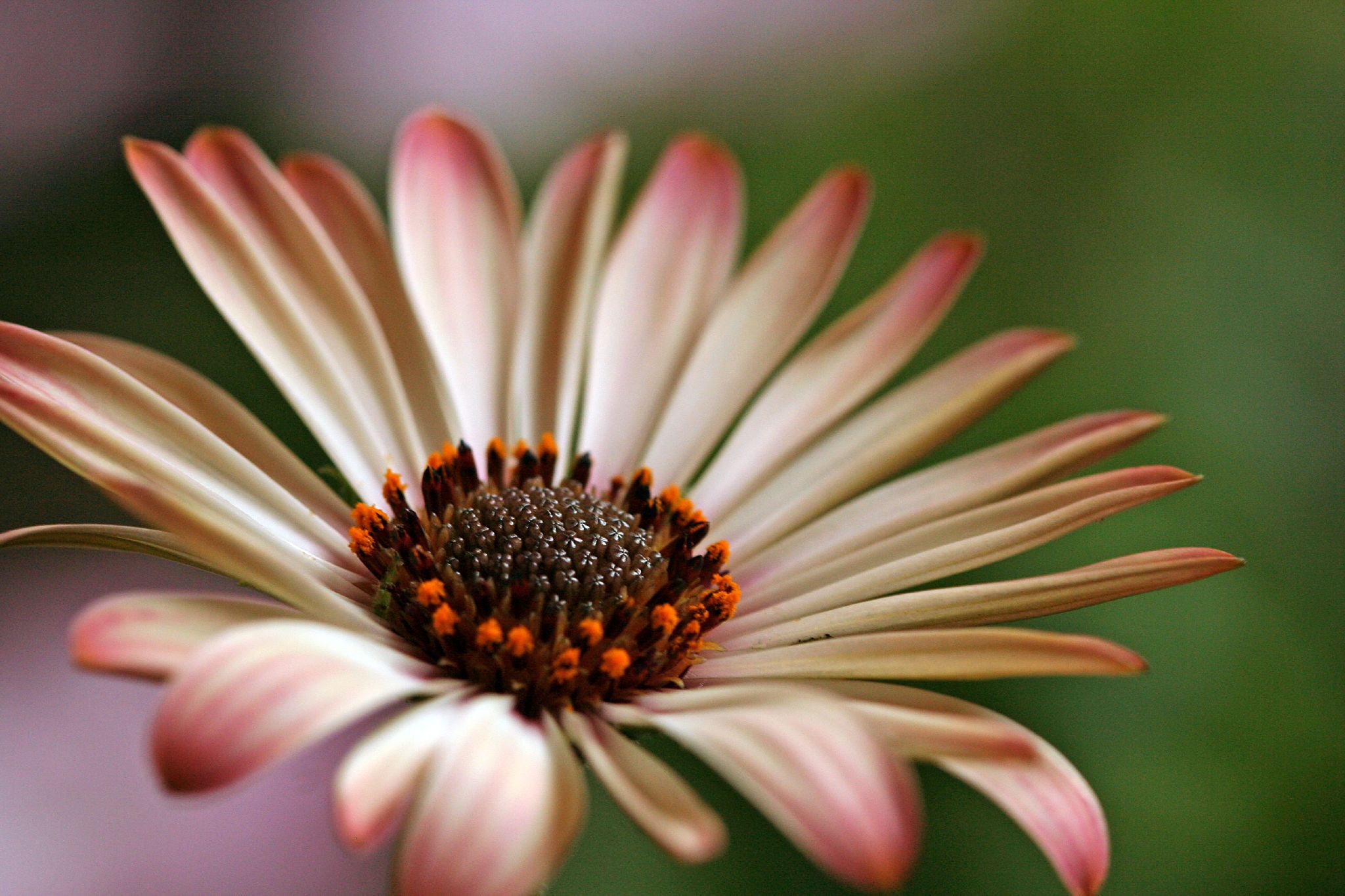 pink and brown Osteospermum flower in bloom close-up photot, african daisy