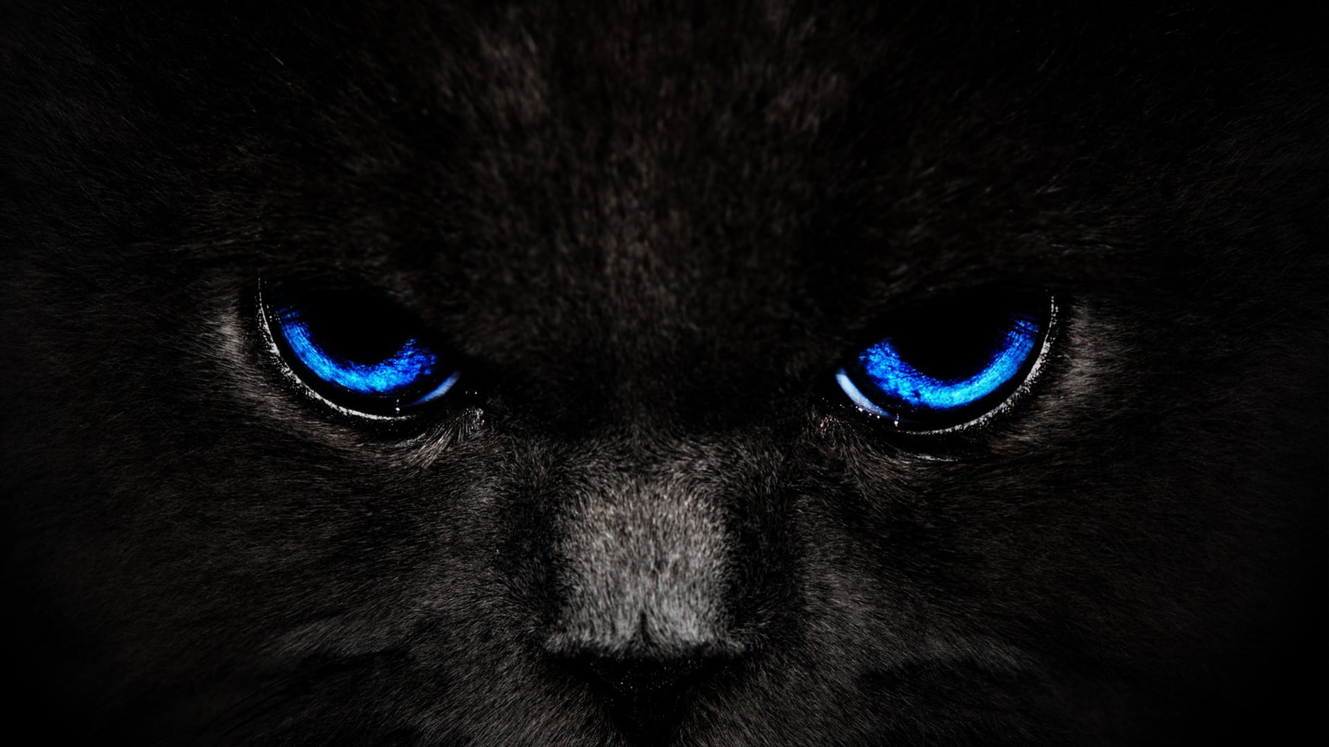 black cat digital wallpaper, eyes, domestic, mammal, pets, one animal
