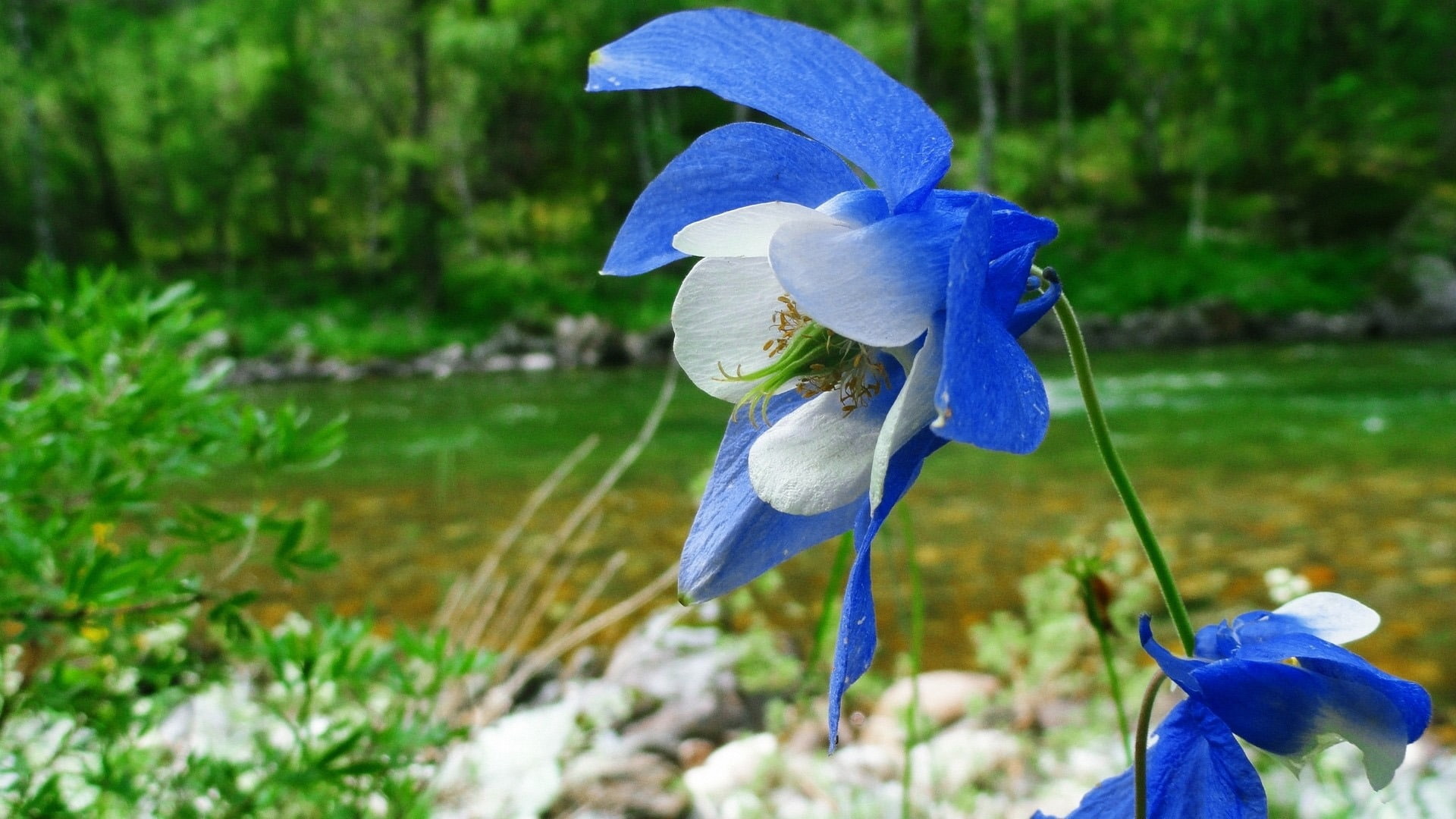 columbine flower-photo HD wallpaper, white and blue columbine flower