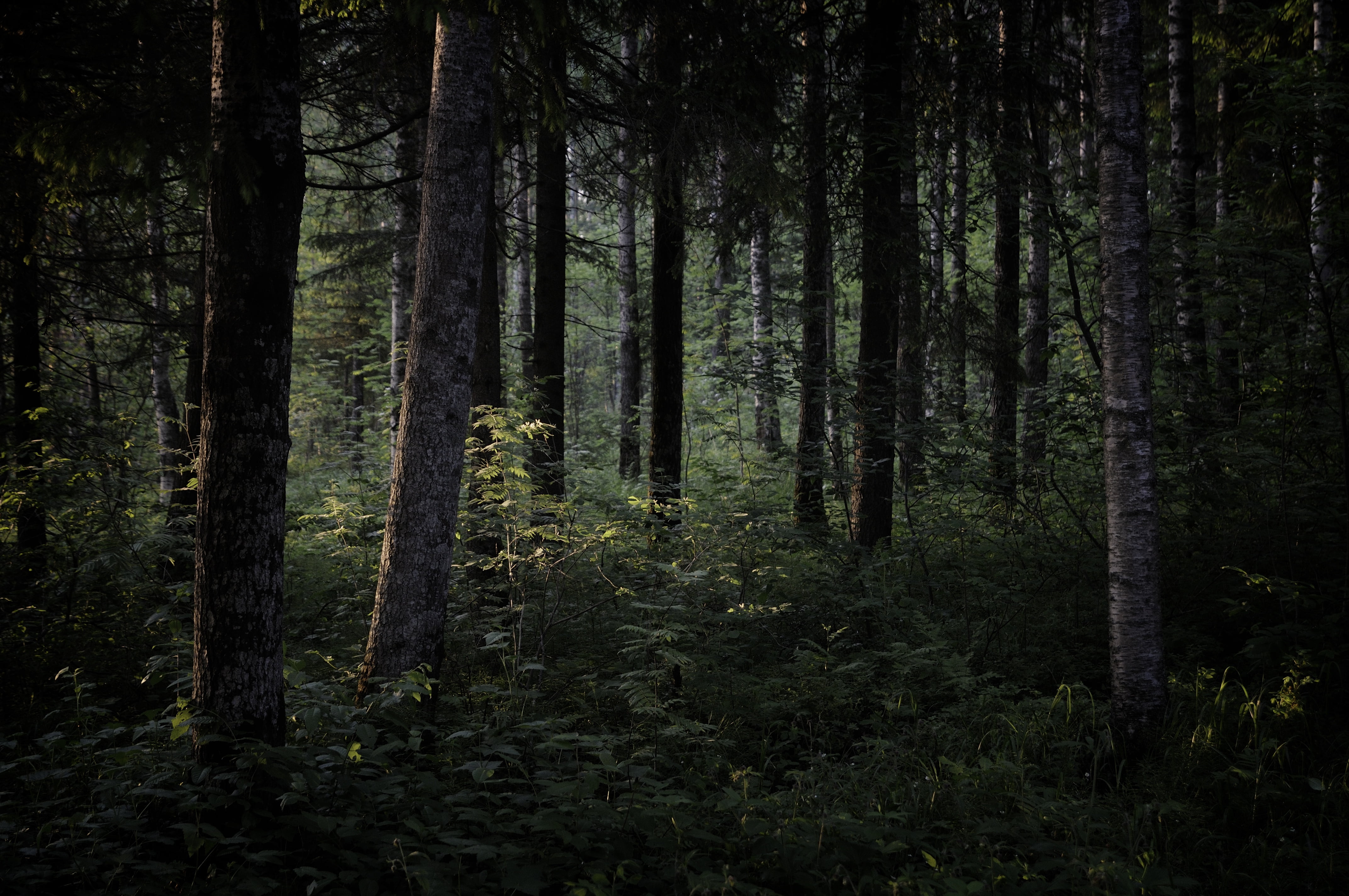 dark, nature, trees, forest, plant, land, tranquility, trunk