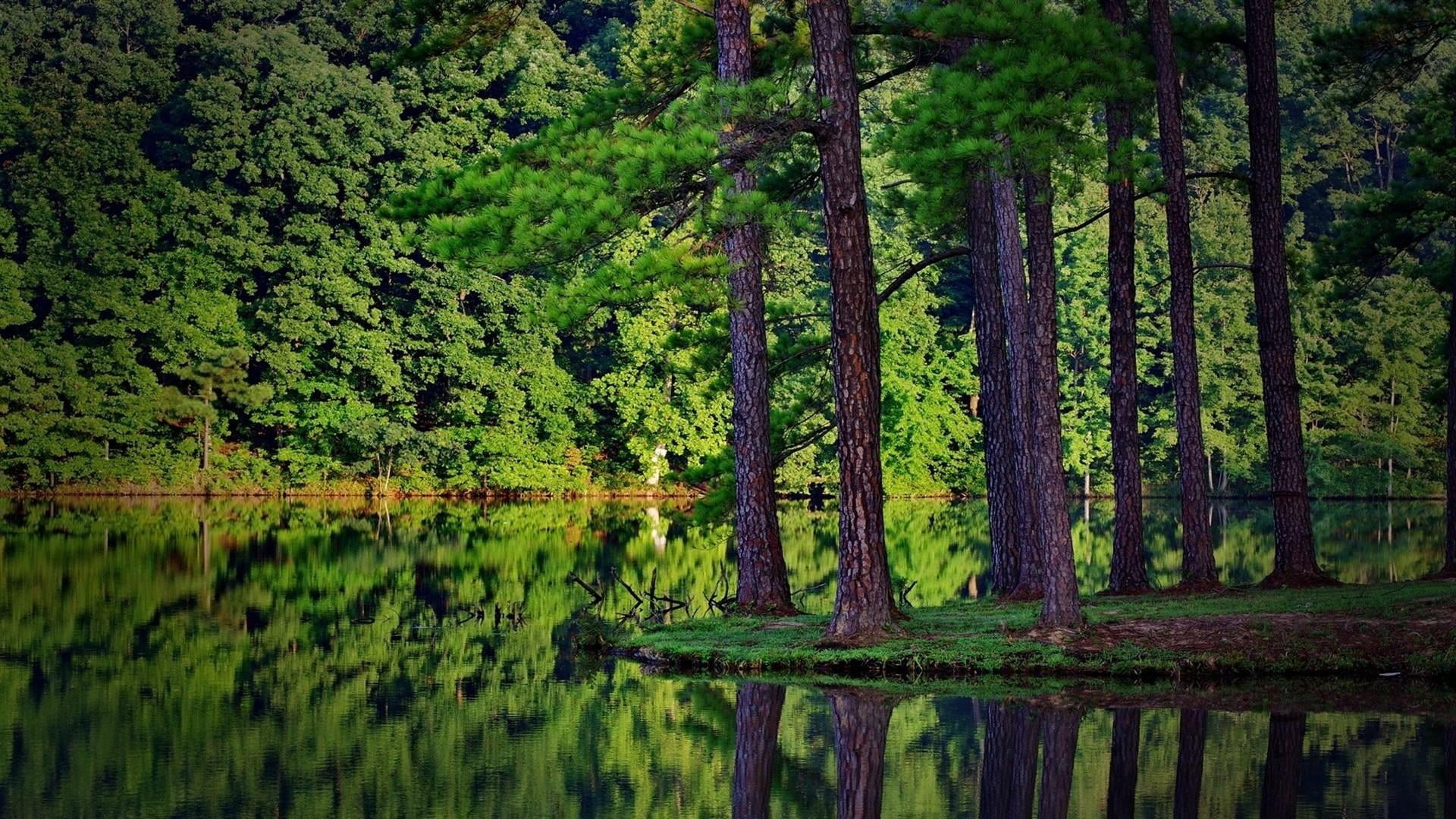 reflection, pine, tree, forest, water, lake, pine forest, trees