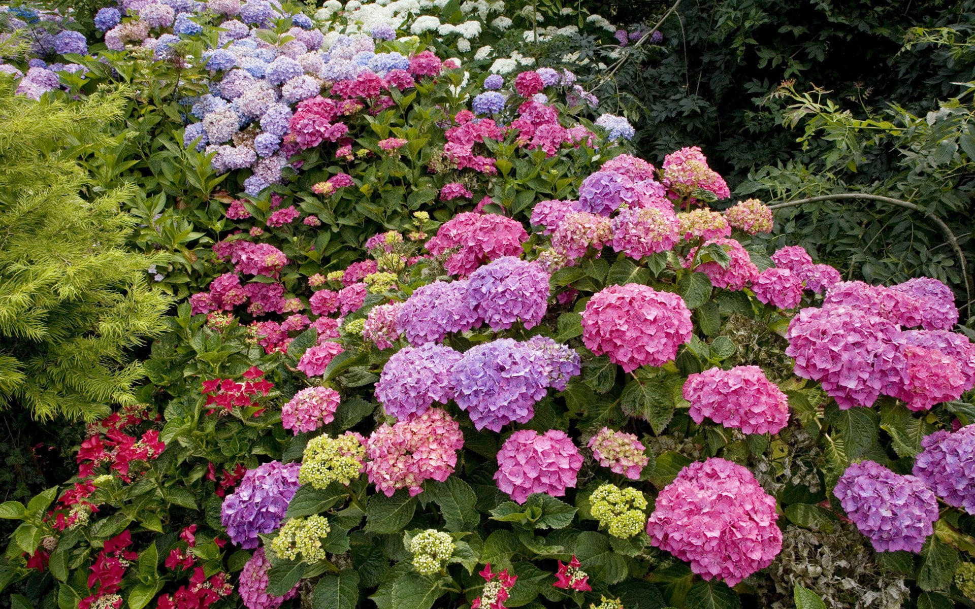 hydrangea