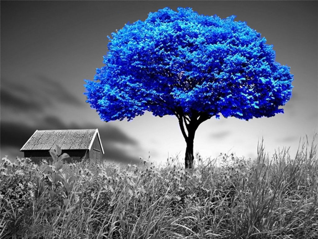 alone blue Blue Tree Nature Other HD Art, grass, house, Field