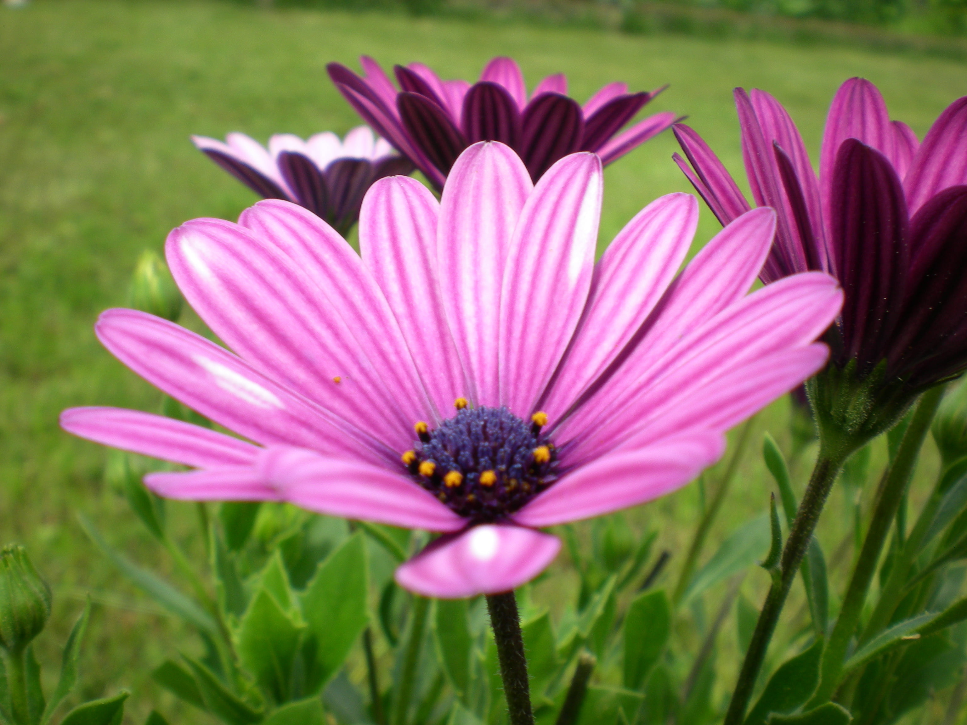 close up photo of purple daisy flower on green grass field, detail