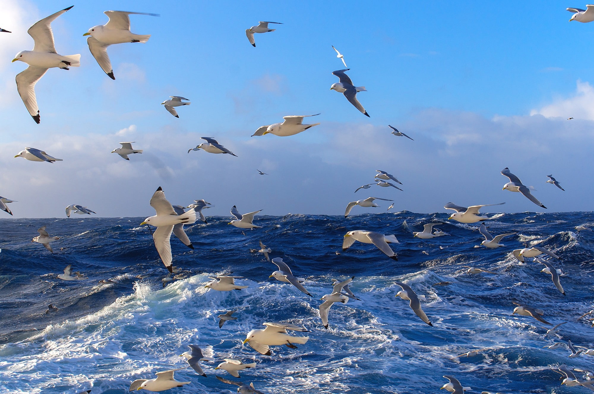Flock of birds, seagulls, Ocean, water, waves, surface, sky, distance
