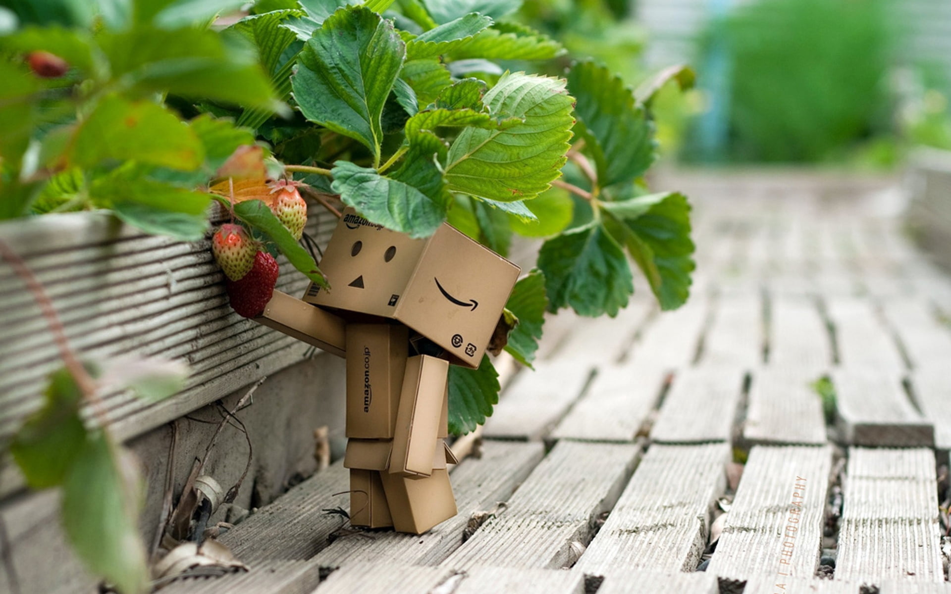 brown carton robot figure, danboard, cardboard robot, strawberries
