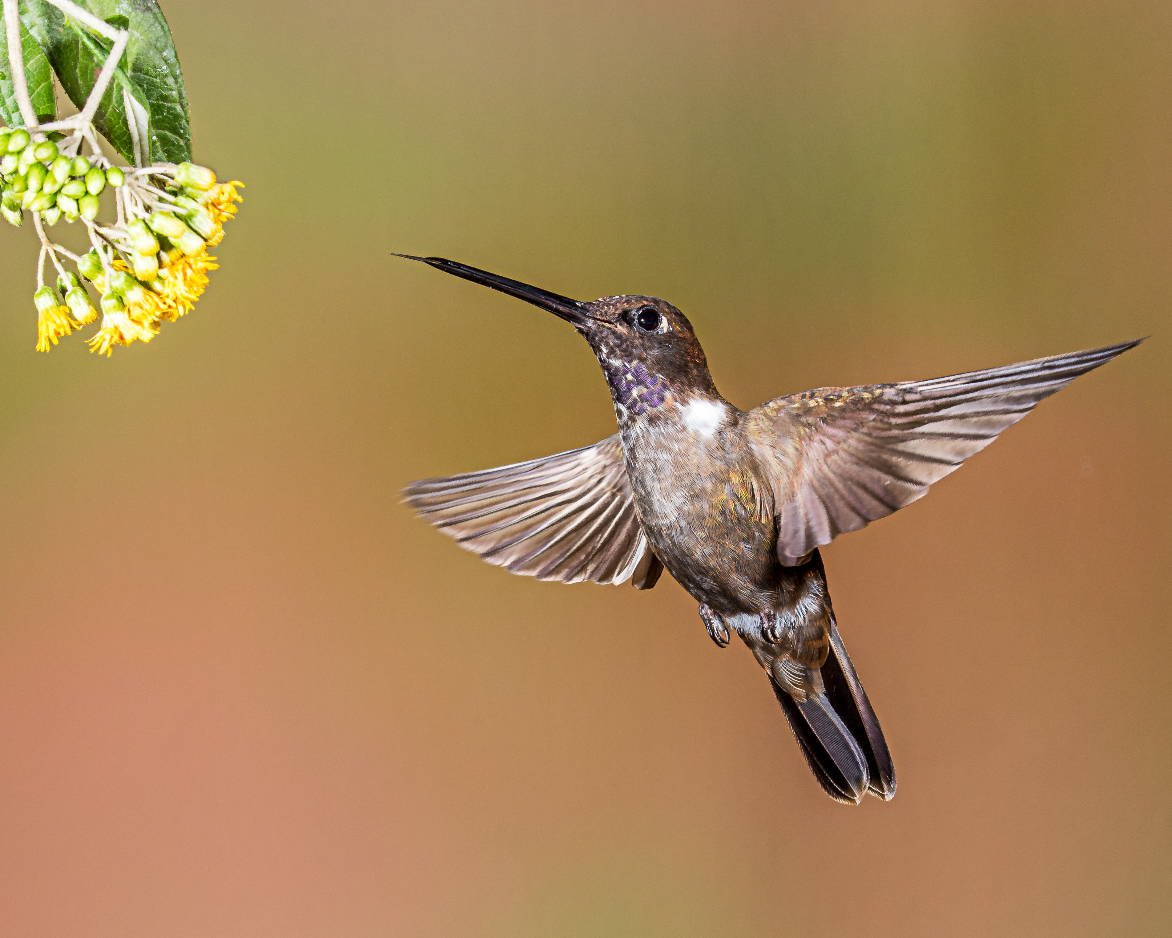 brown and gray hummingbird, inca, inca, Brown Inca, Lodge, Ecuador
