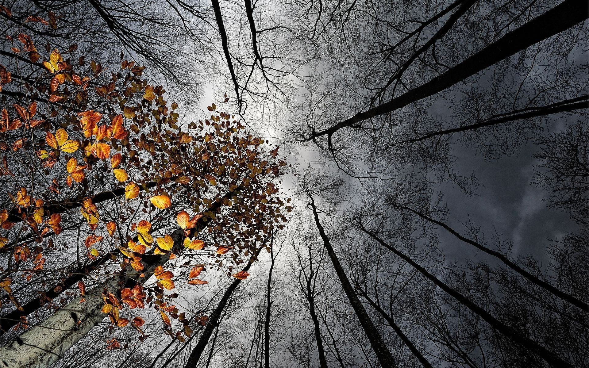 Trees, Canopy, Cloud, Earth, Fall, Leaf