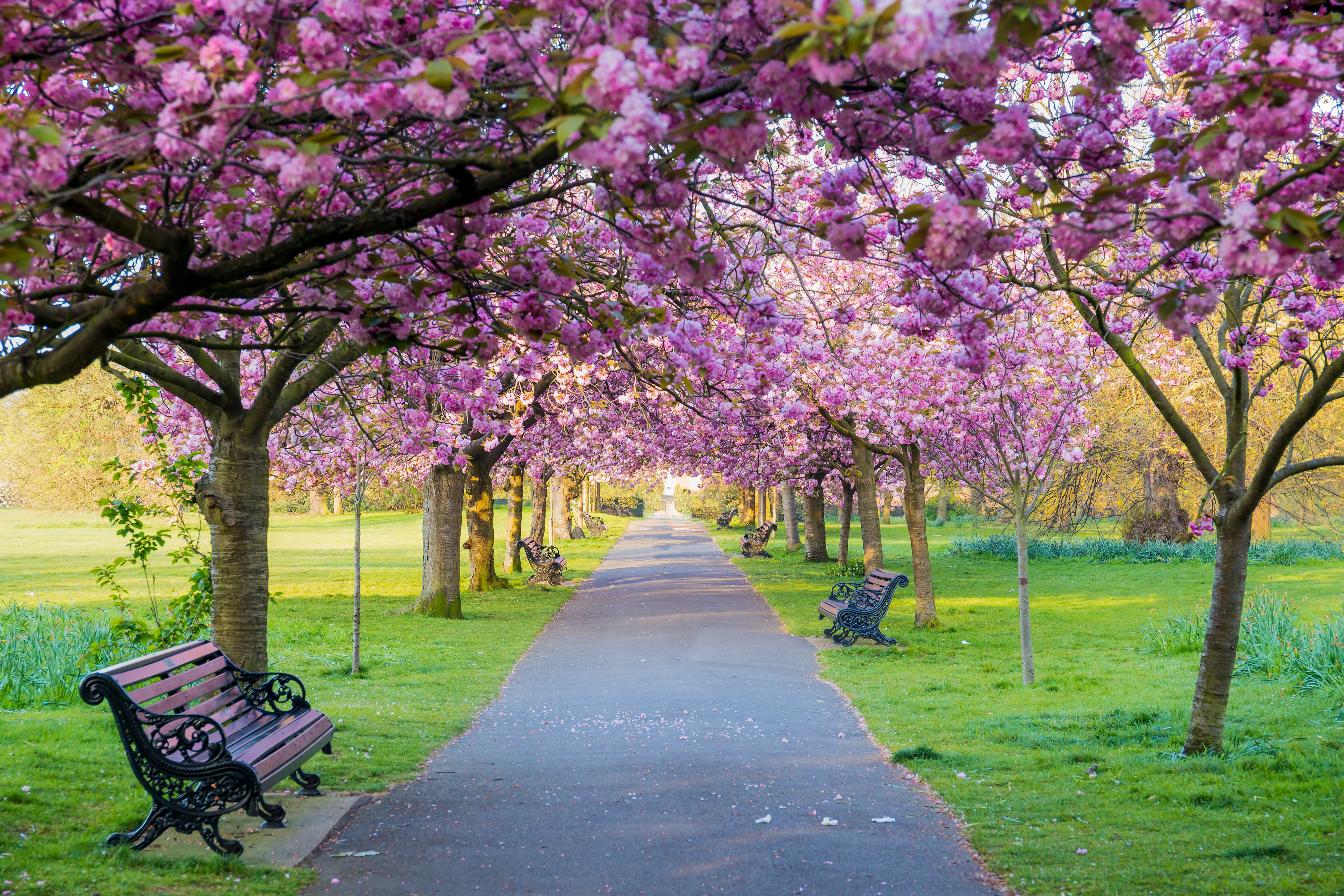 trees, flowers, bench, Park, spring, Sakura, flowering, pink