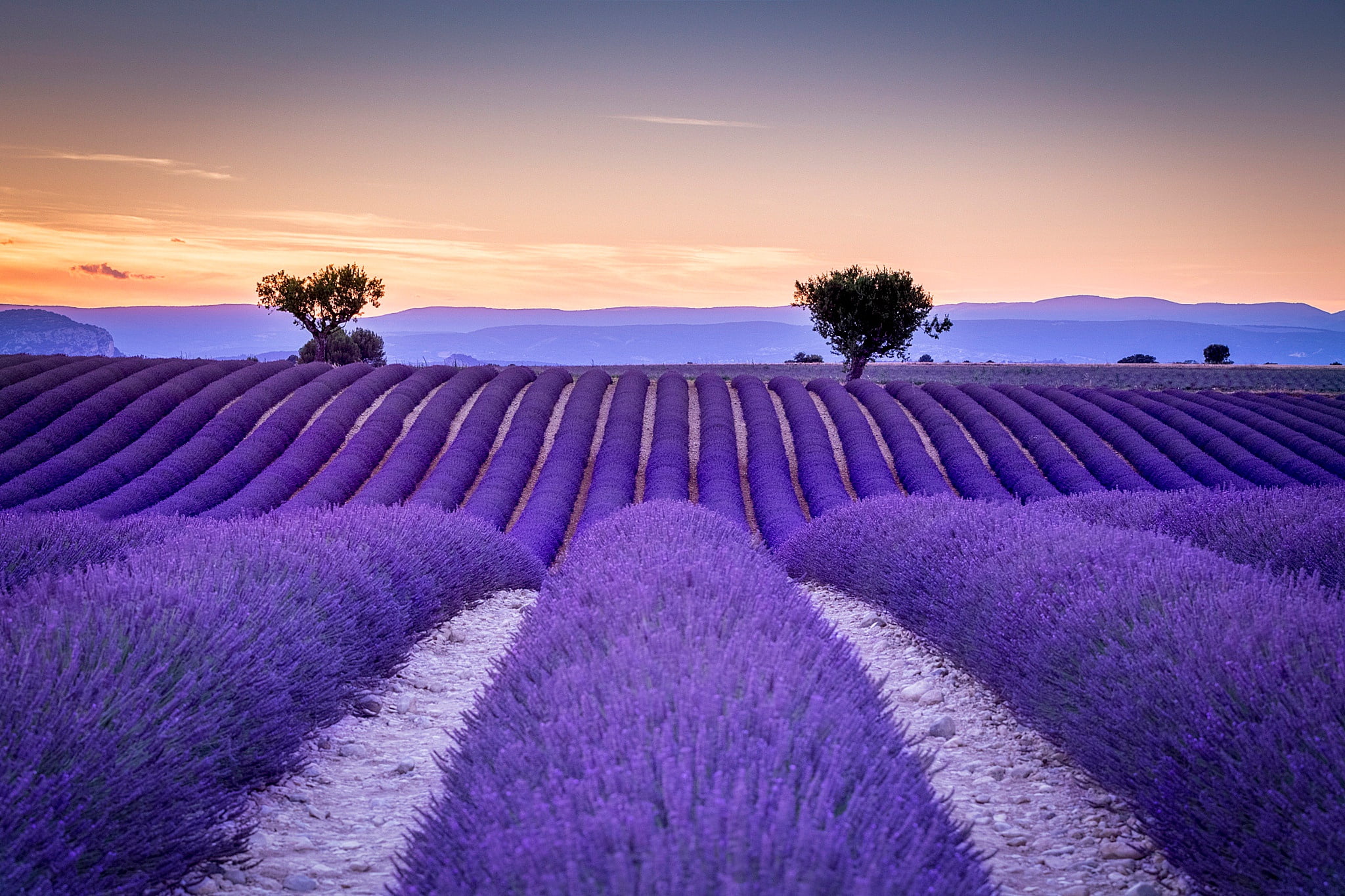 purple lavender field, France, the ranks, Provence, provence-Alpes-Cote d'Azur