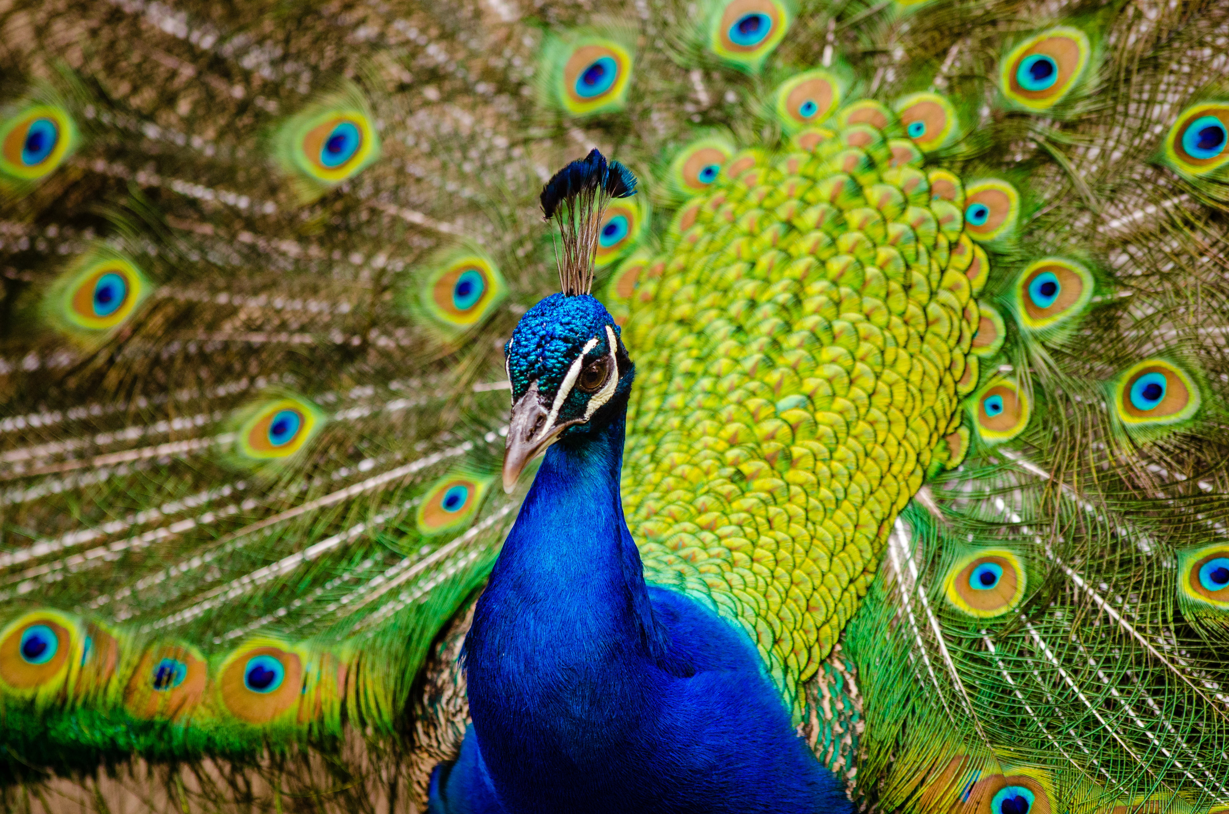 Indian peacock, Peafowl, 4K