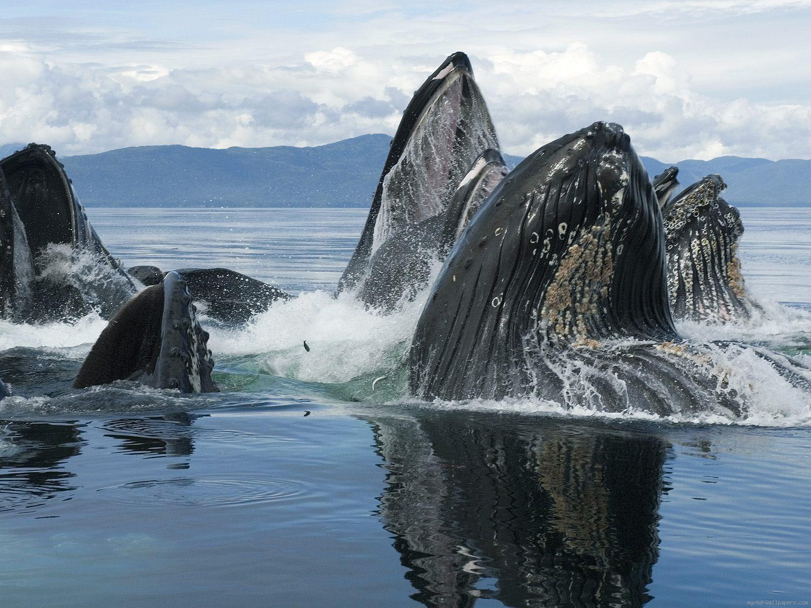 Dancing whales, group of sperm whales, animal, water, sea