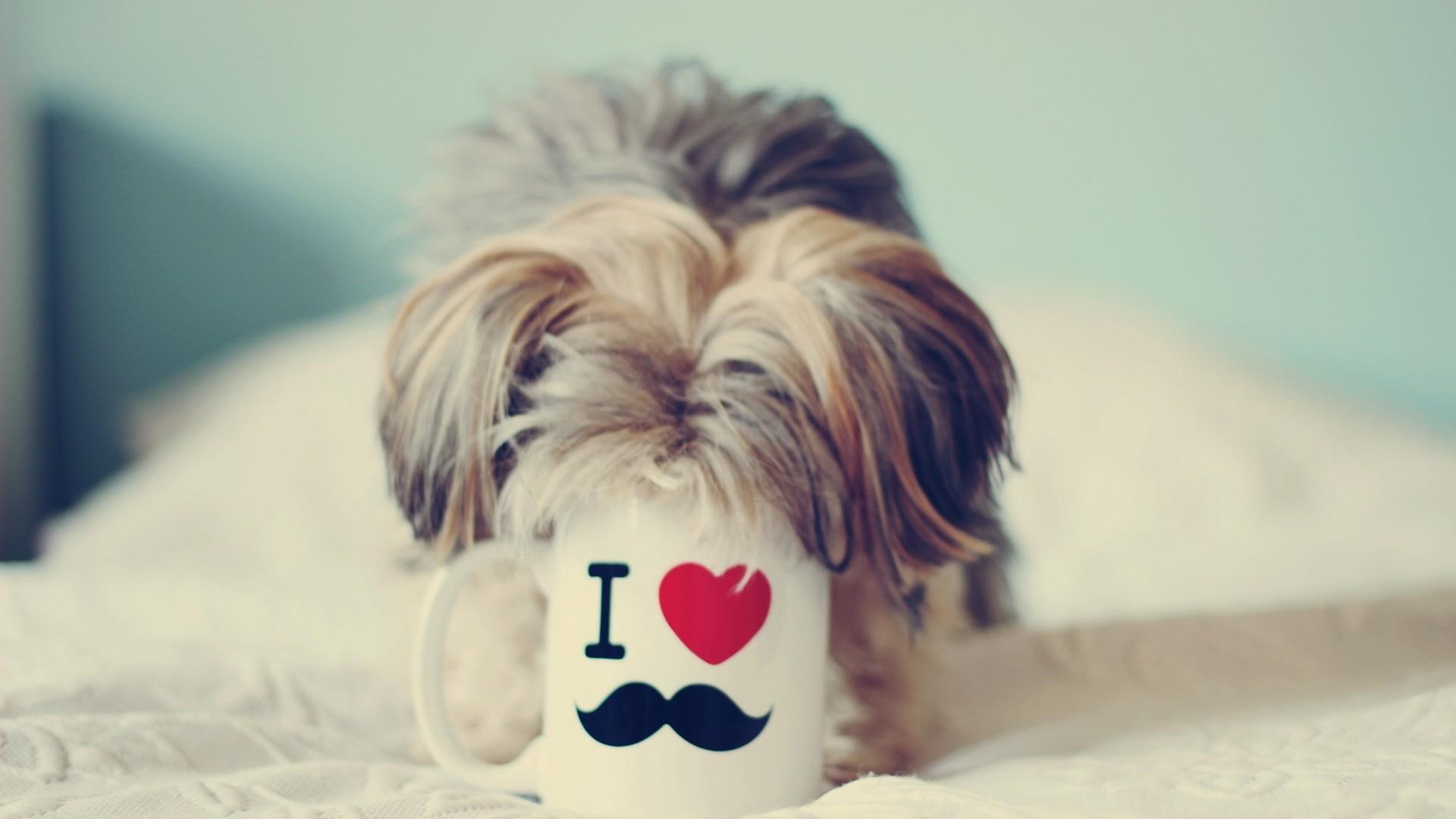 cute, dog, mug, funny