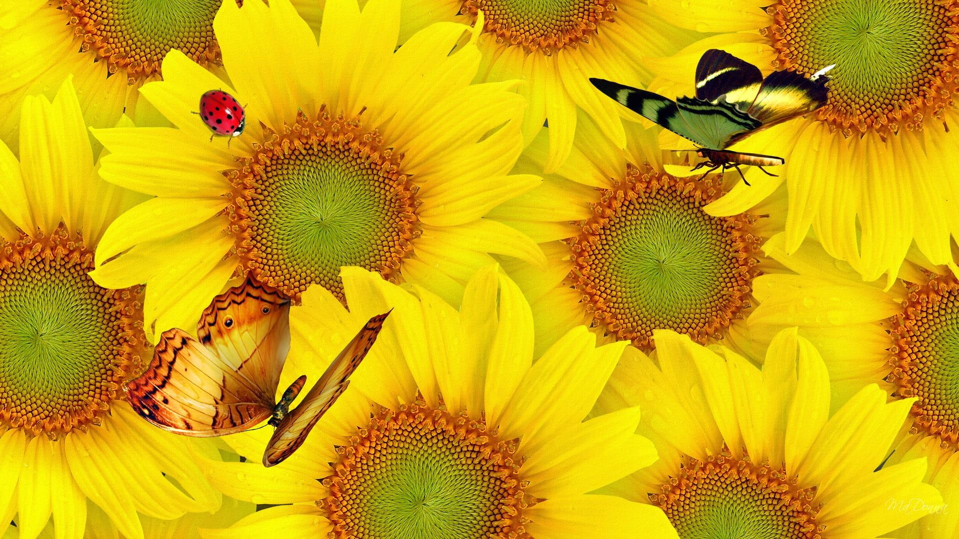 Wall Of Sunflowers, yellow, fall, lady bug, bright, summer, butterflies