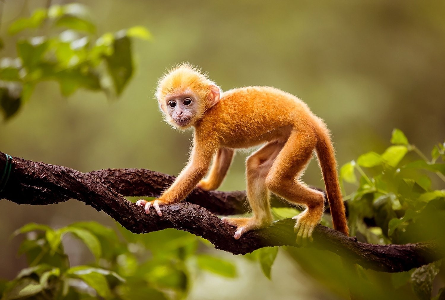 Monkeys, Golden snub-nosed monkey
