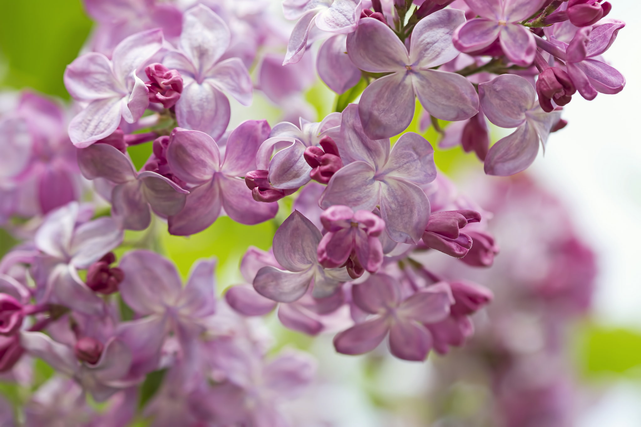 macro, spring, lilac