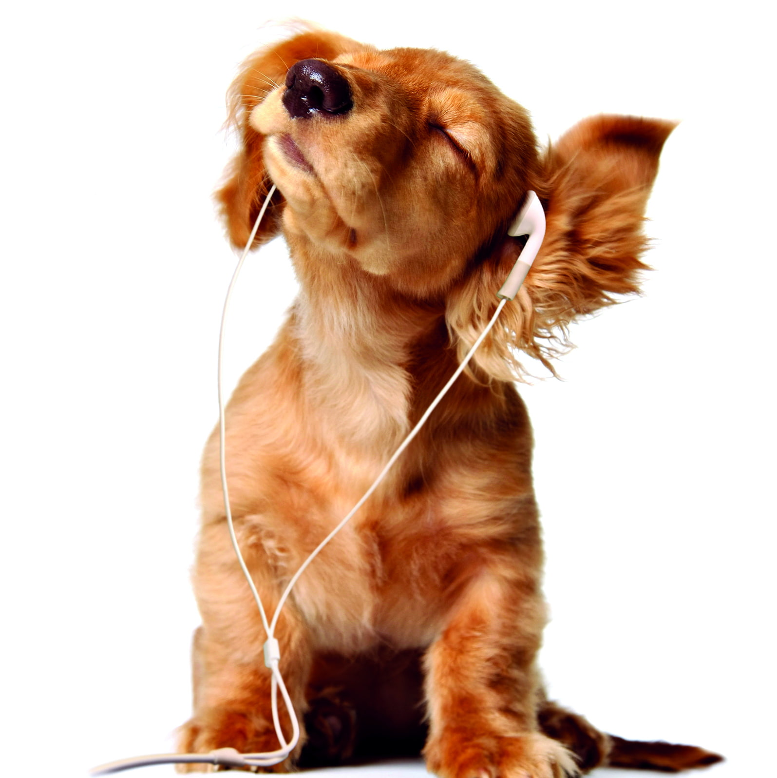 dog, headphone, listen, music, one animal, mammal, animal themes