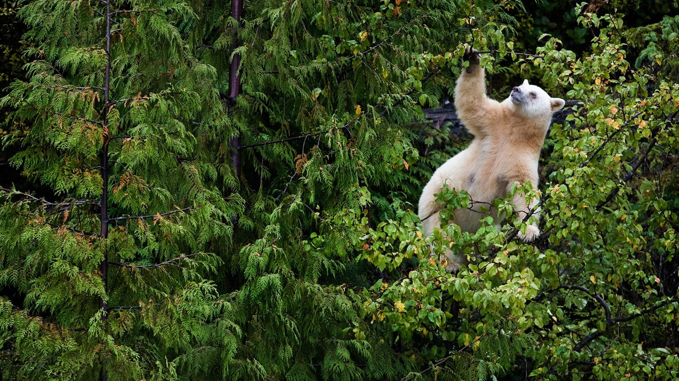 Bear Tree HD, animals